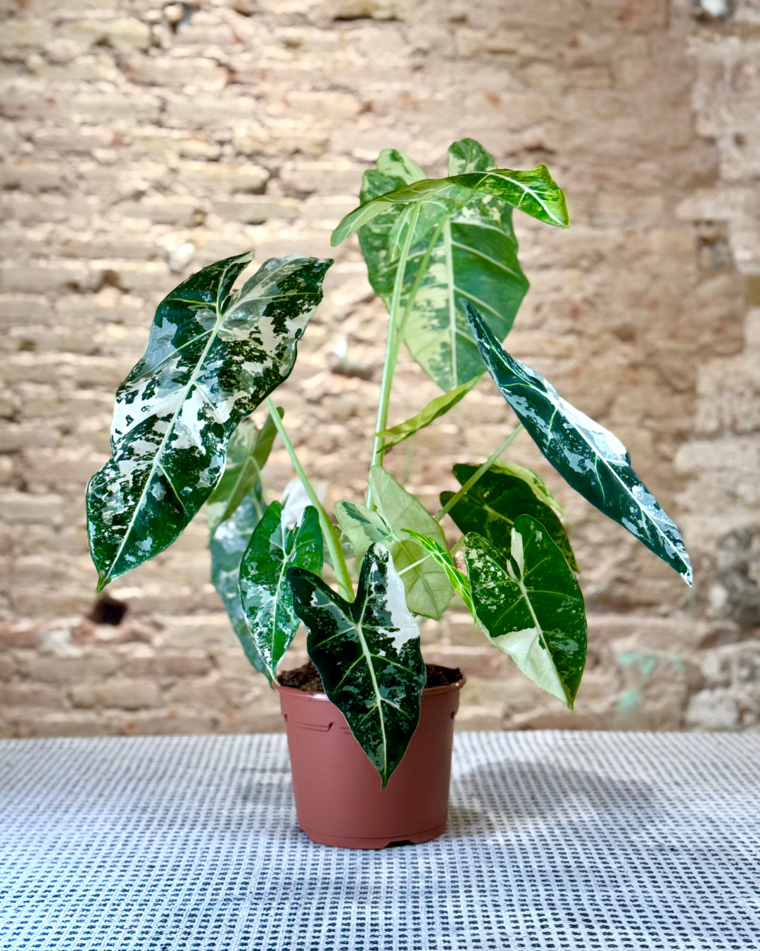 PLANTAS