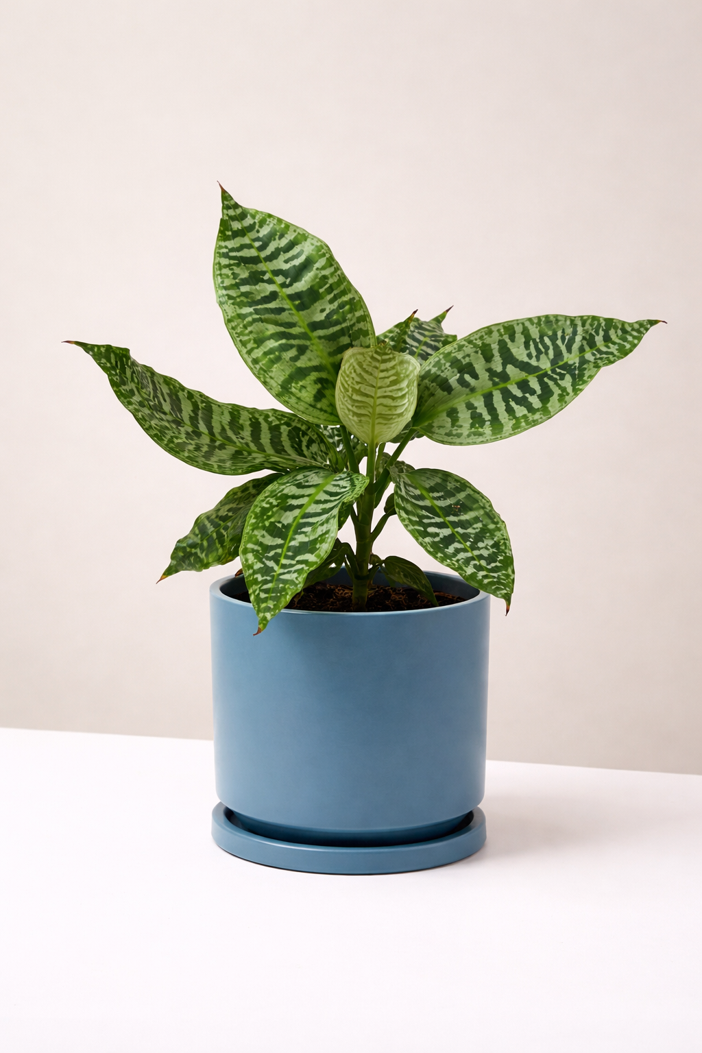 Dracaena goldieana