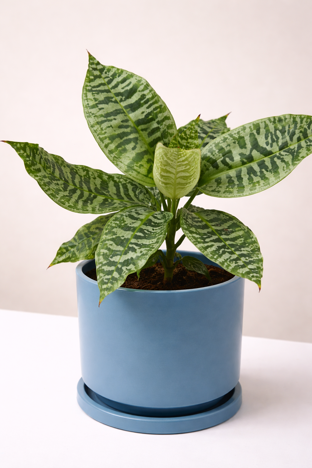 Dracaena goldieana