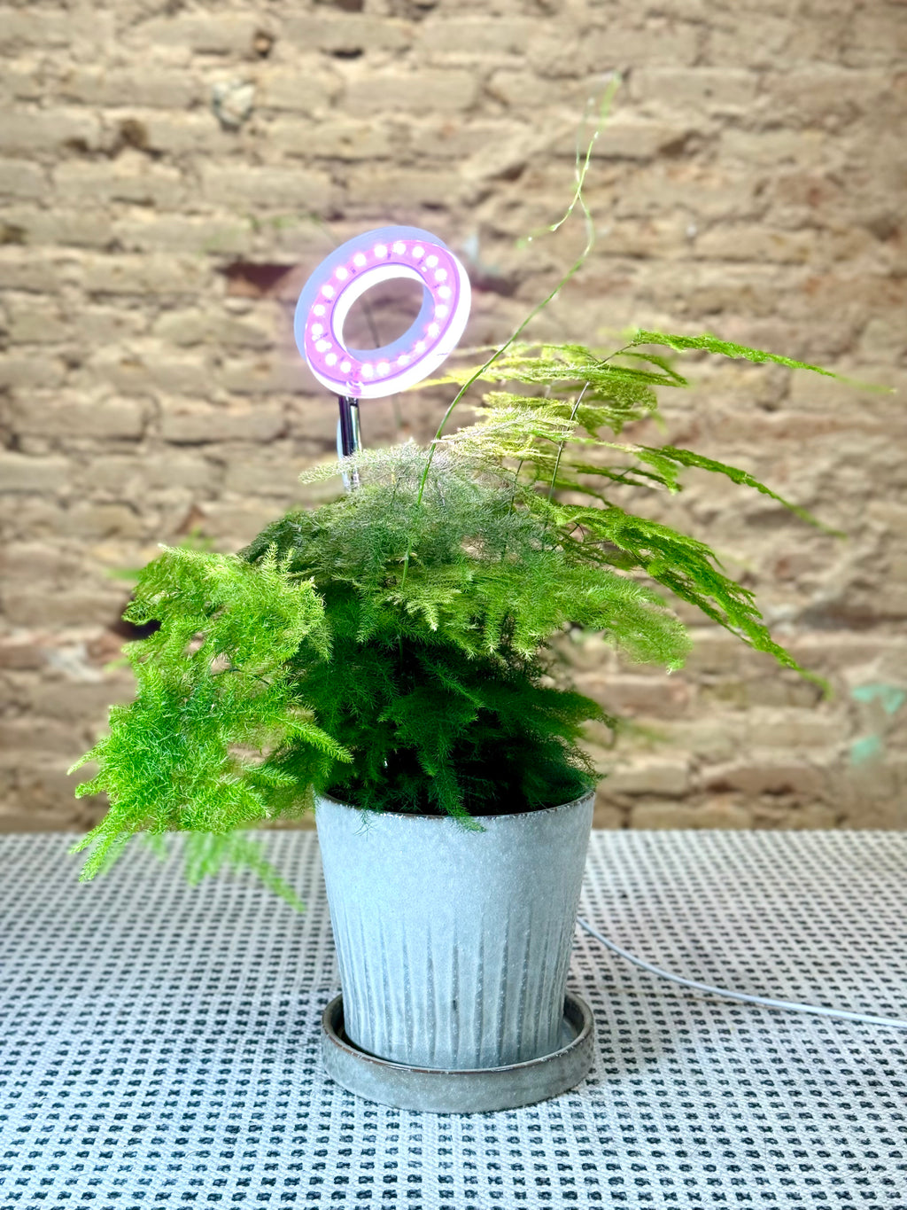 Lámpara LED de Crecimiento para Plantas – Luz de Cultivo USB con Control de Intensidad