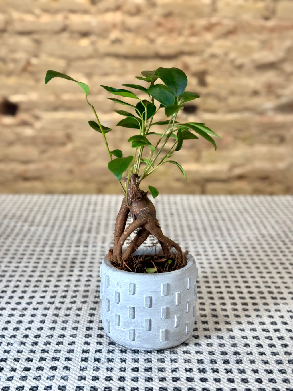 Maceta de cemento gris con relieve geométrico – Macetero minimalista de estilo industrial