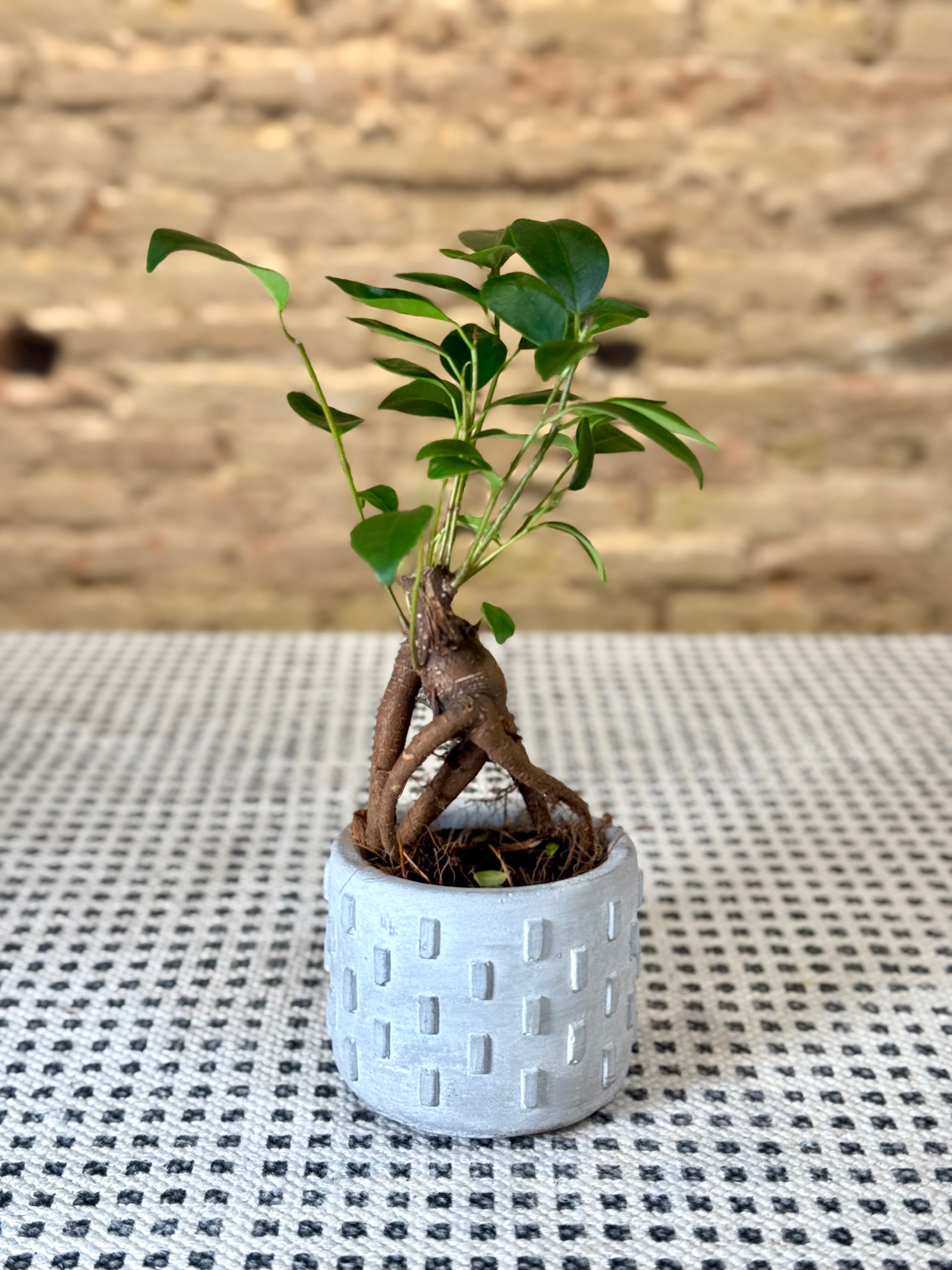Maceta de cemento gris con relieve geométrico – Macetero minimalista de estilo industrial