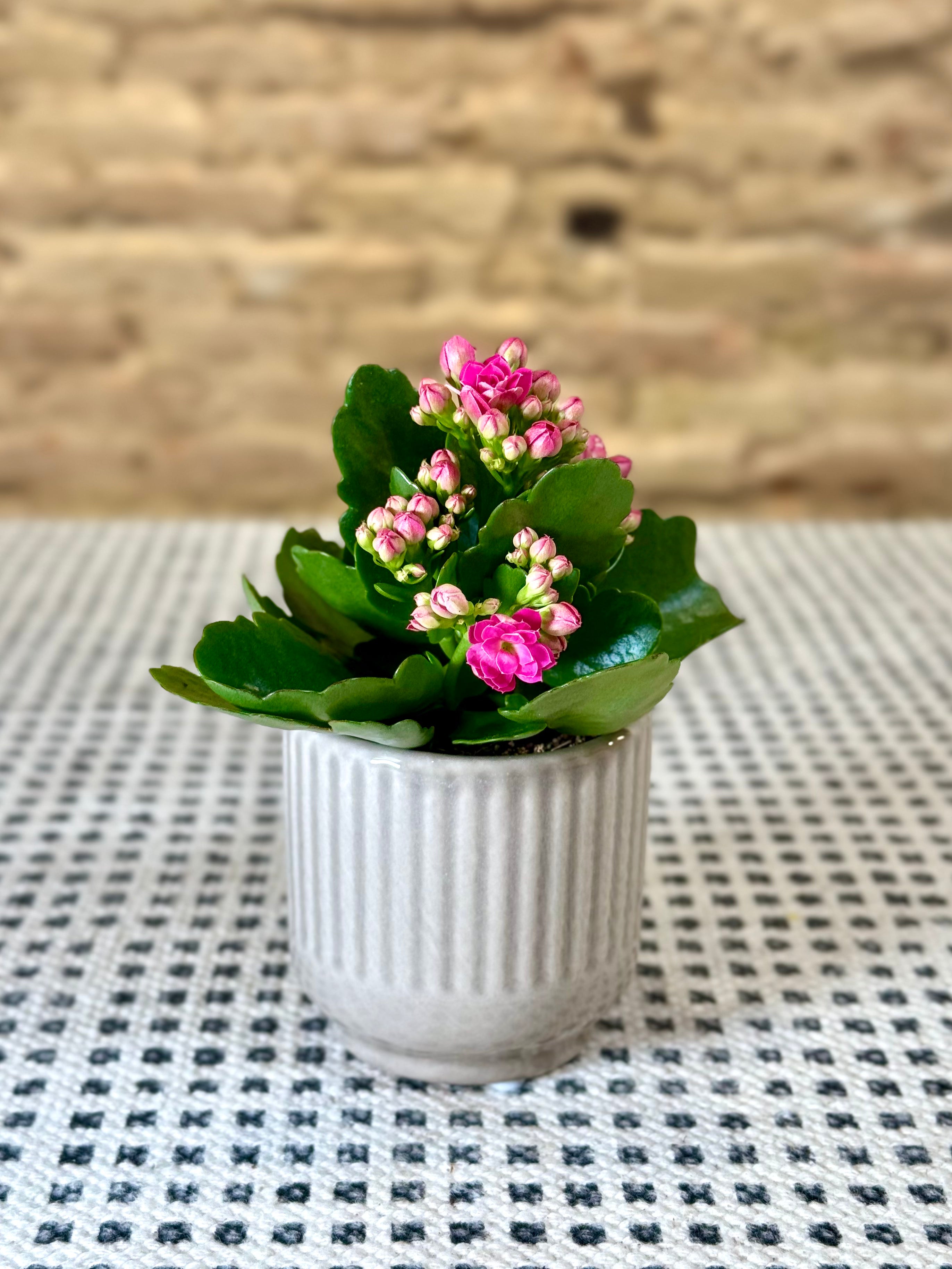 Maceta de cerámica gris acanalada – Macetero moderno y minimalista para plantas y flores
