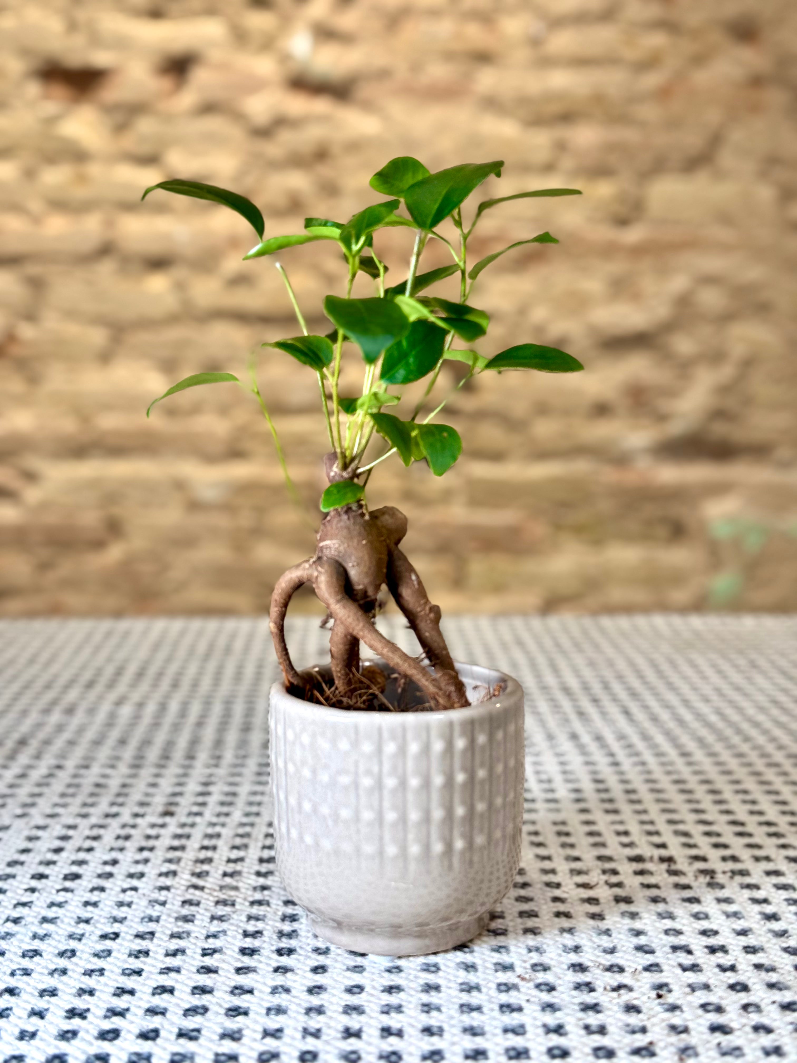 Maceta de cerámica gris con textura de puntos – Macetero moderno y decorativo para plantas