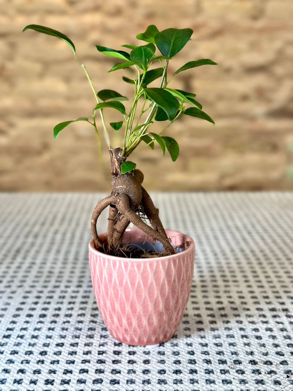 Maceta de cerámica rosa con relieve ondulado – Macetero decorativo para plantas y flores