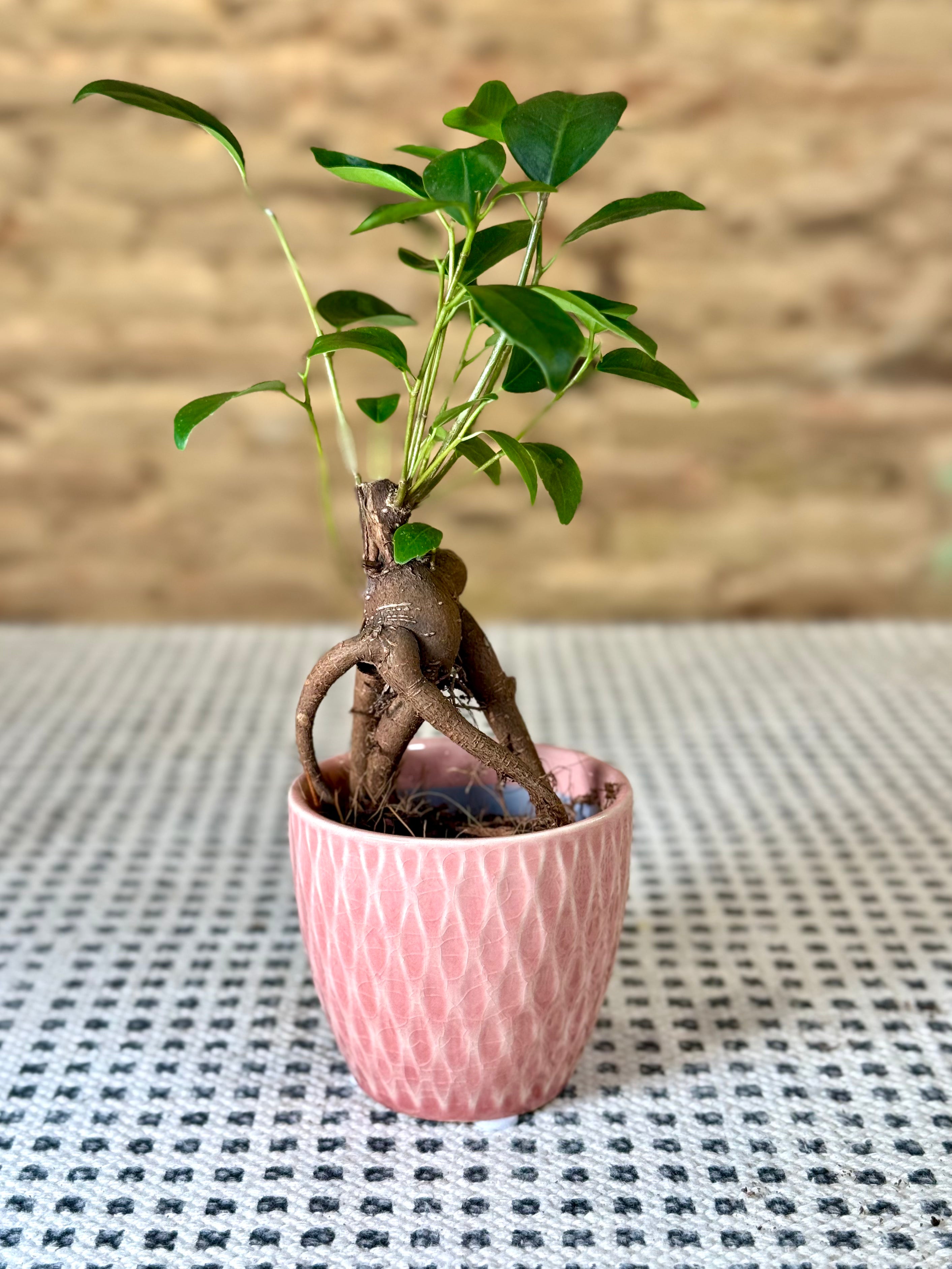 Maceta de cerámica rosa con relieve ondulado – Macetero decorativo para plantas y flores