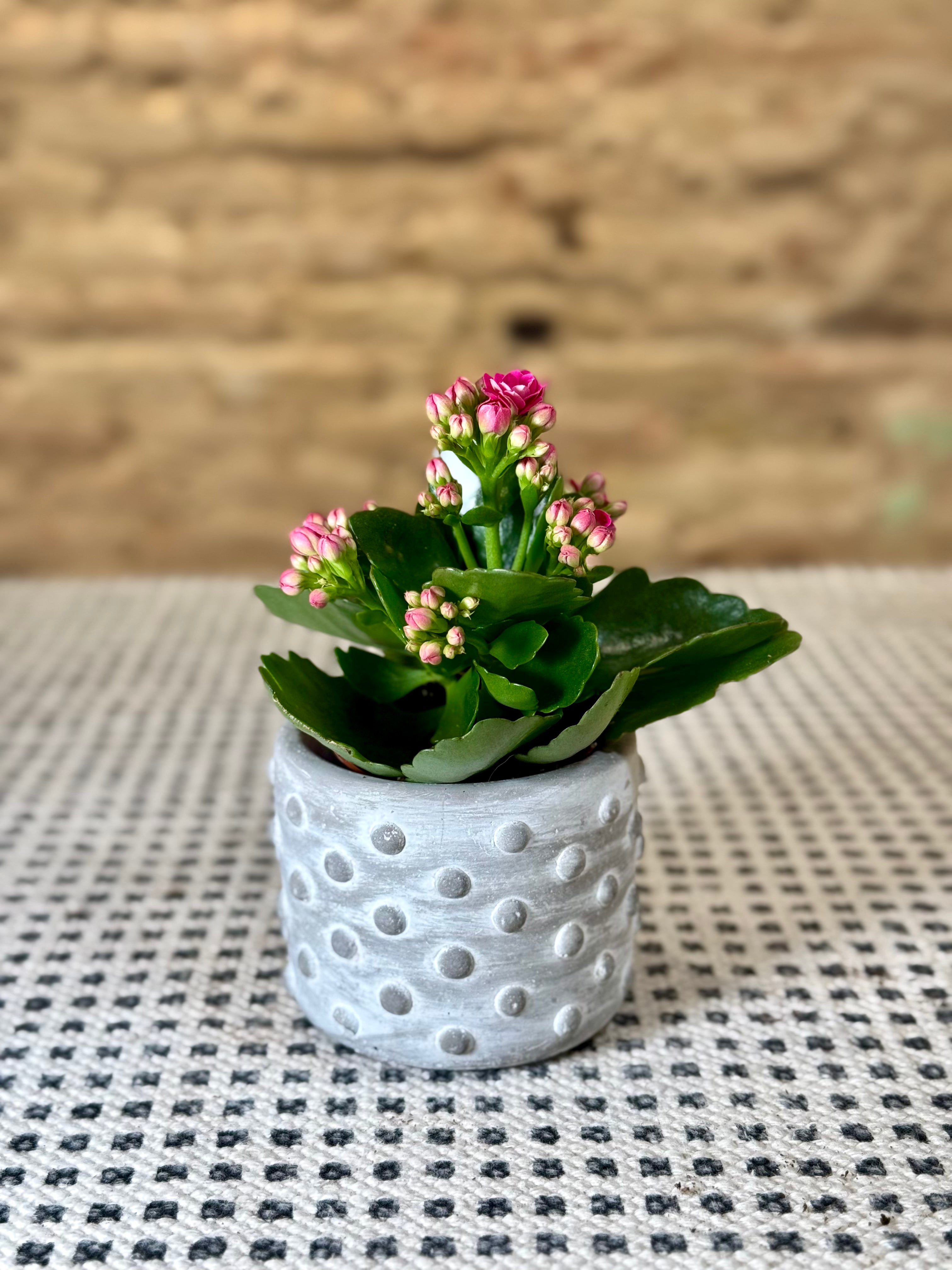 Maceta de cemento gris con relieve de puntos – Macetero pequeño de estilo industrial