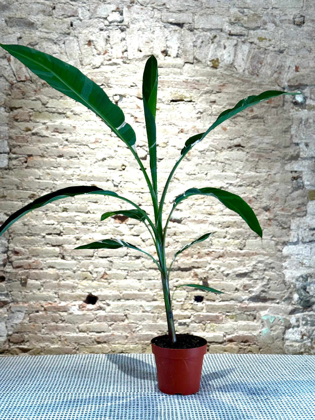 Musa variegada