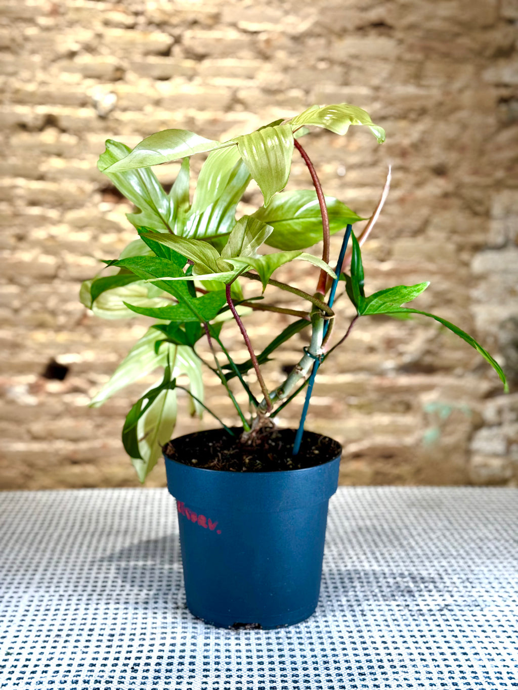 Philodendron Squamiferum variegado