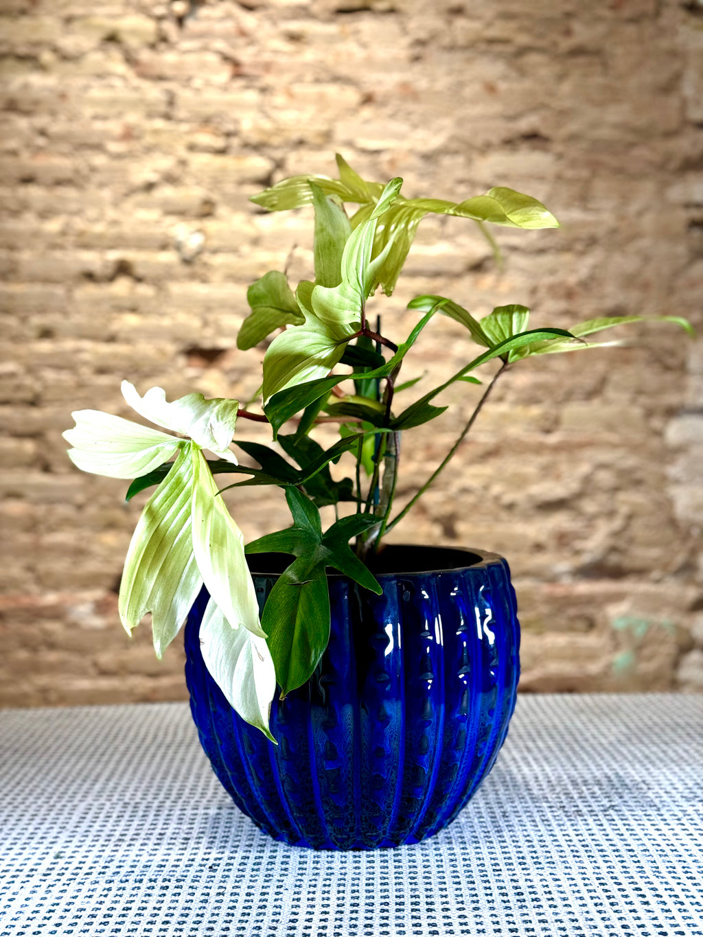 Philodendron Squamiferum variegado