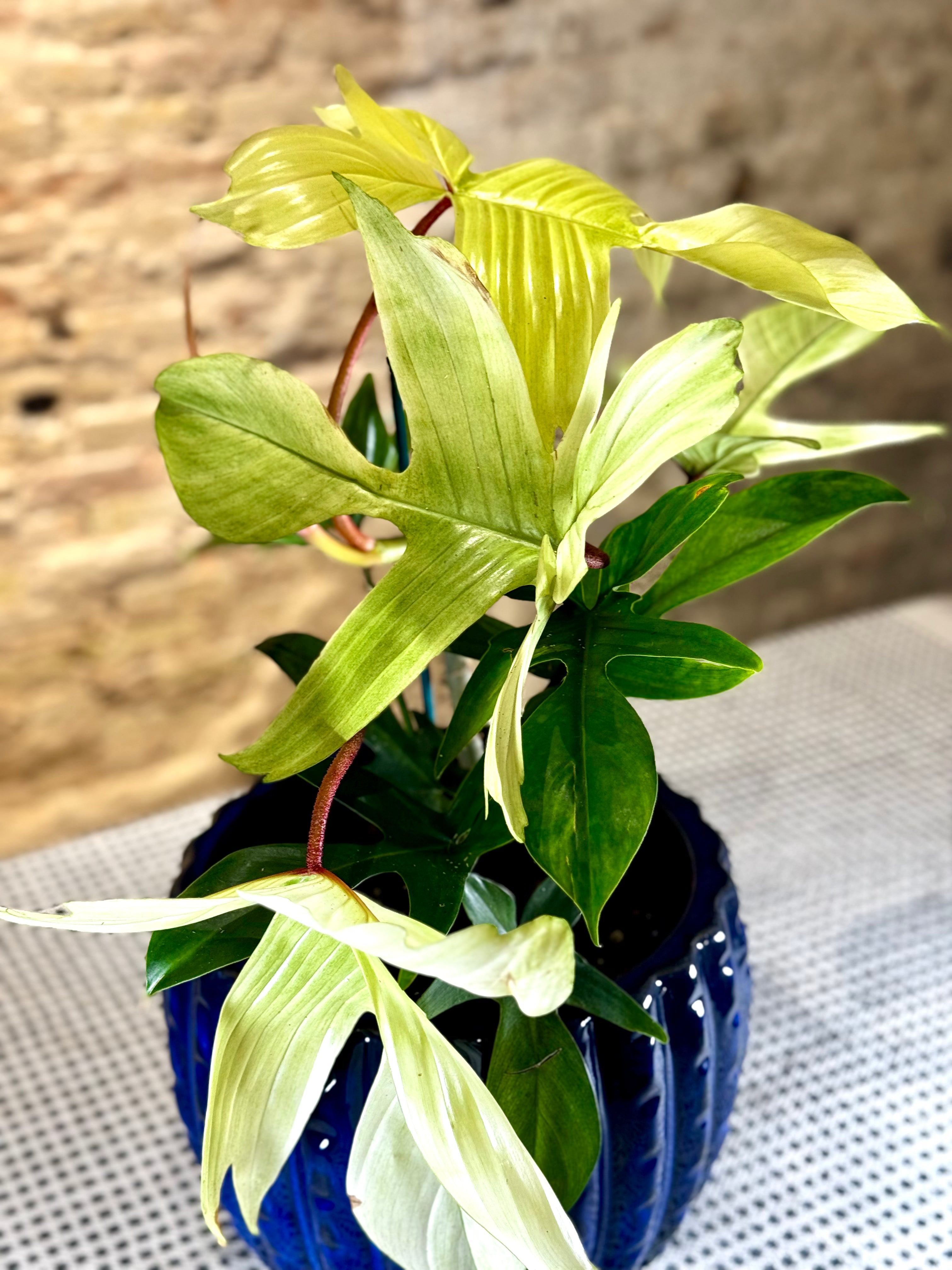 Philodendron Squamiferum variegado