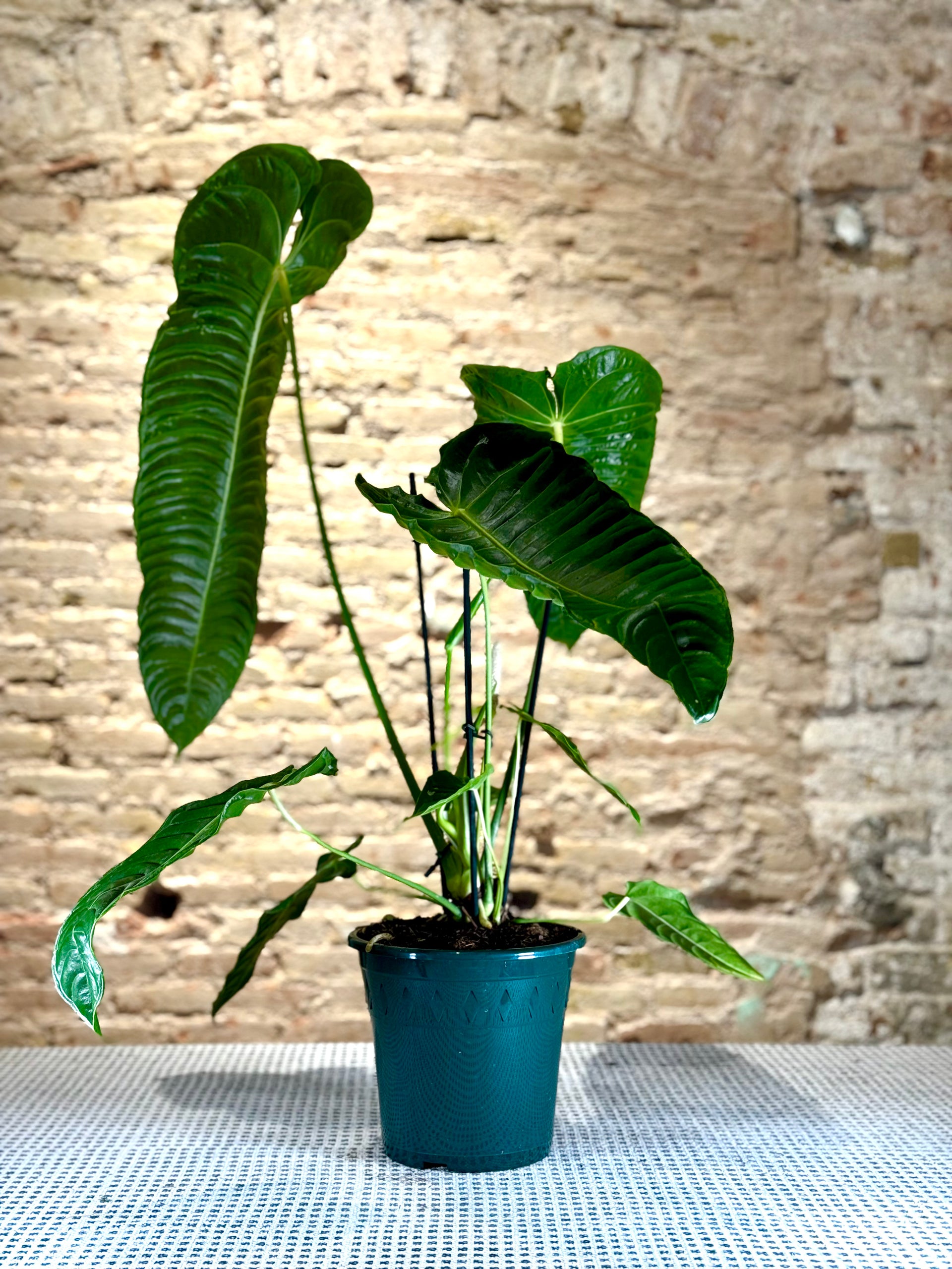 Anthurium veitchii – Marea Verde