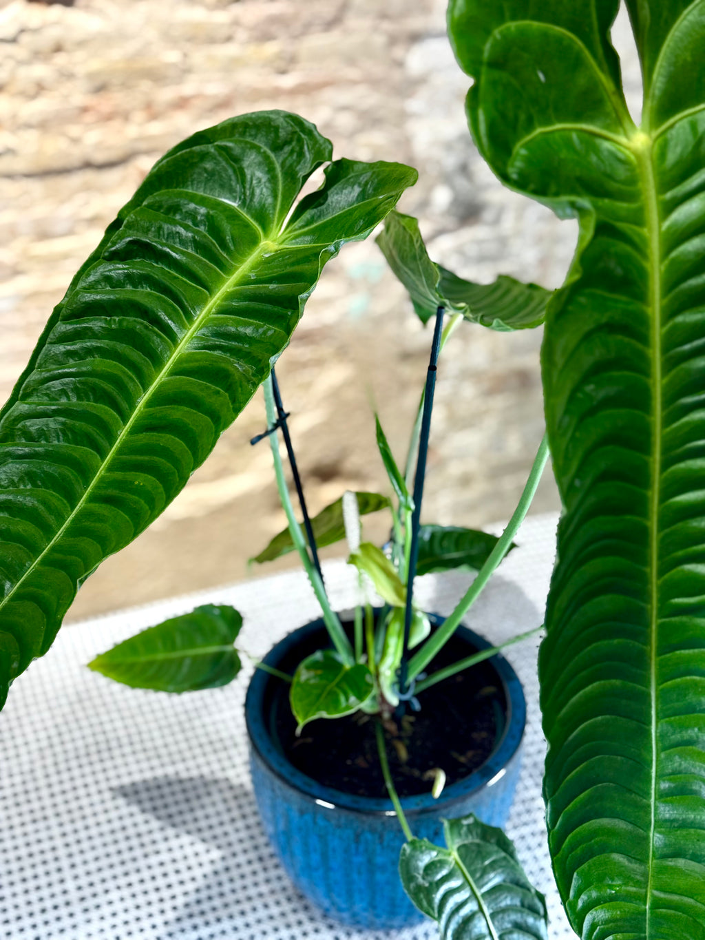 Anthurium veitchii