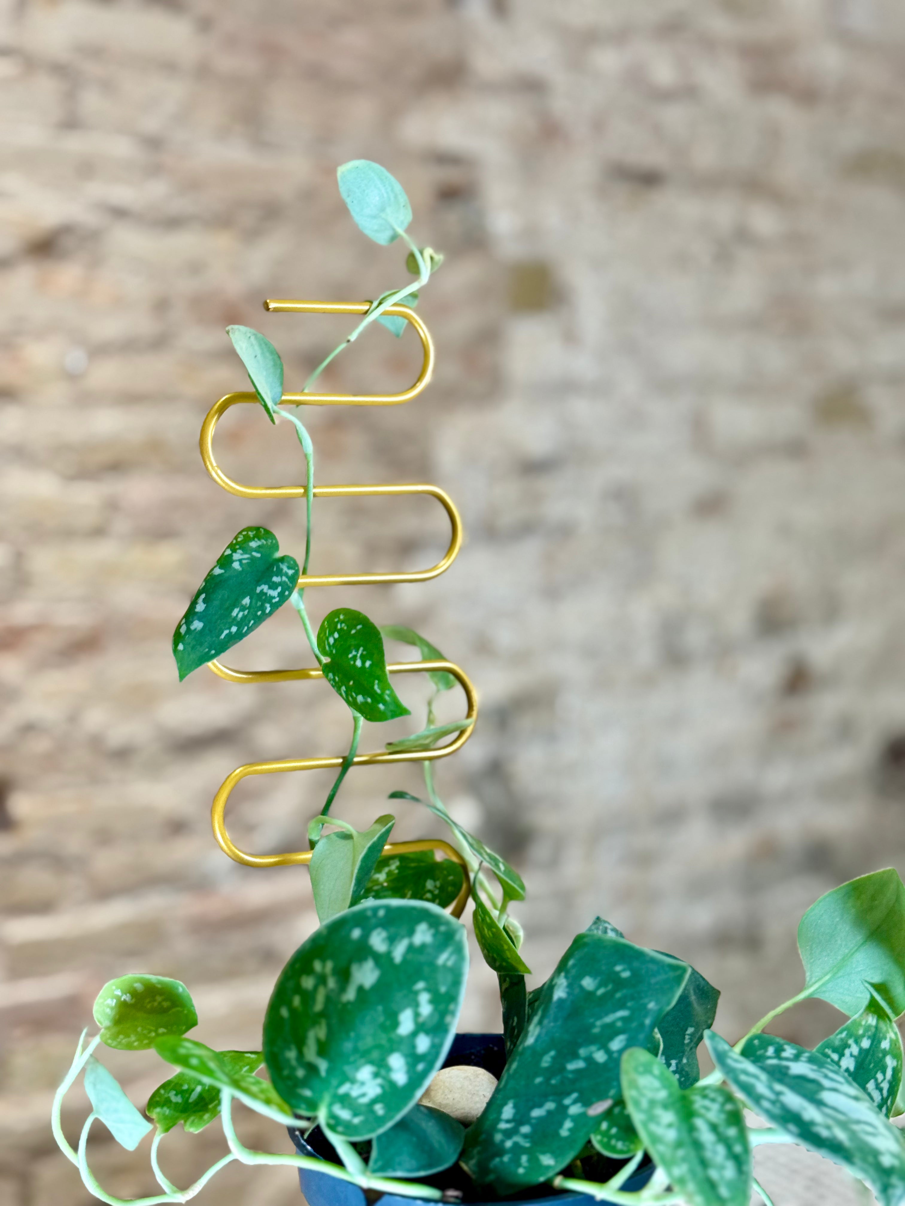Tutor para plantas enredaderas en zig-zag dorado (una sola pieza)