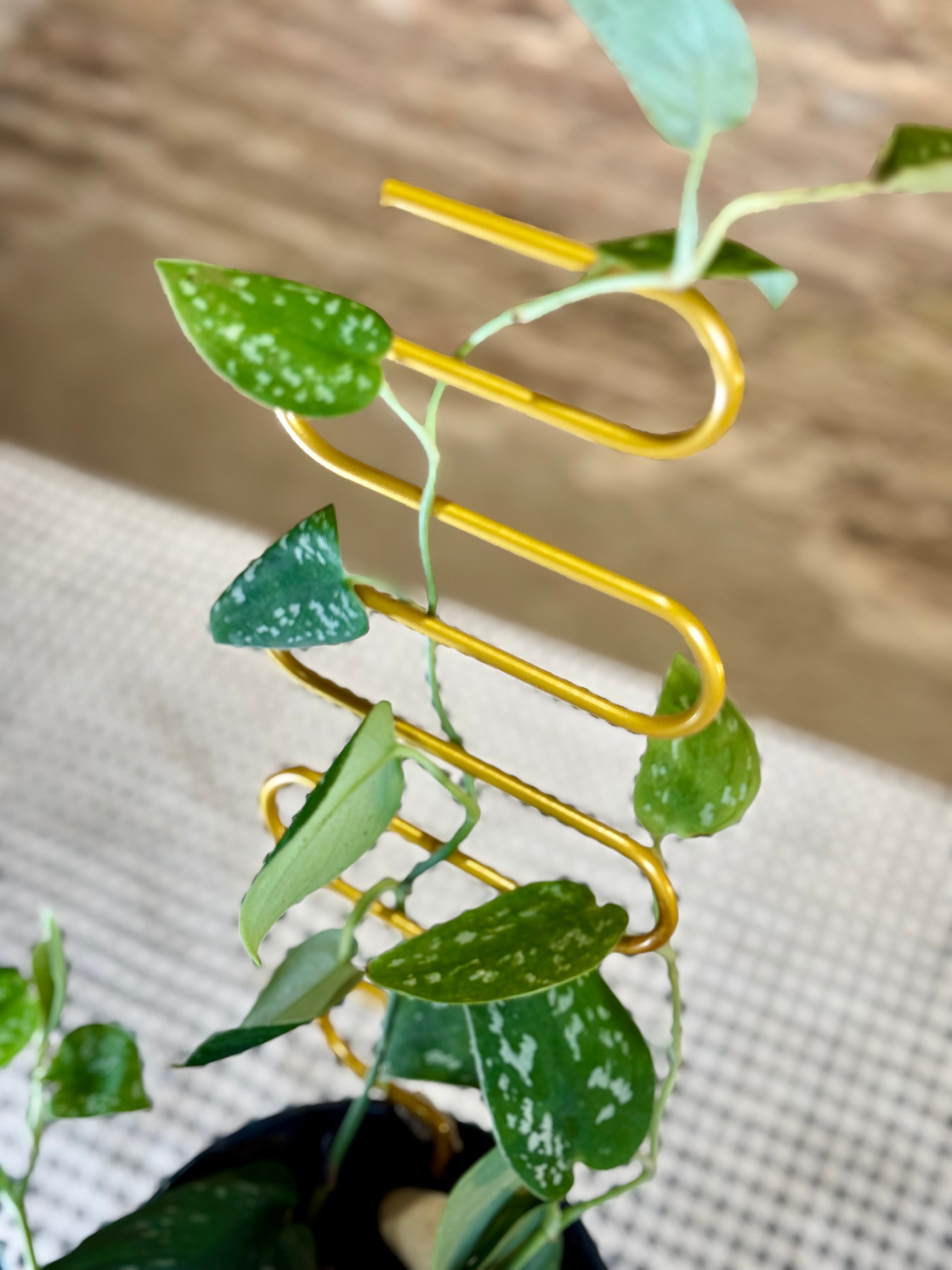 Tutor para plantas enredaderas en zig-zag dorado (una sola pieza)