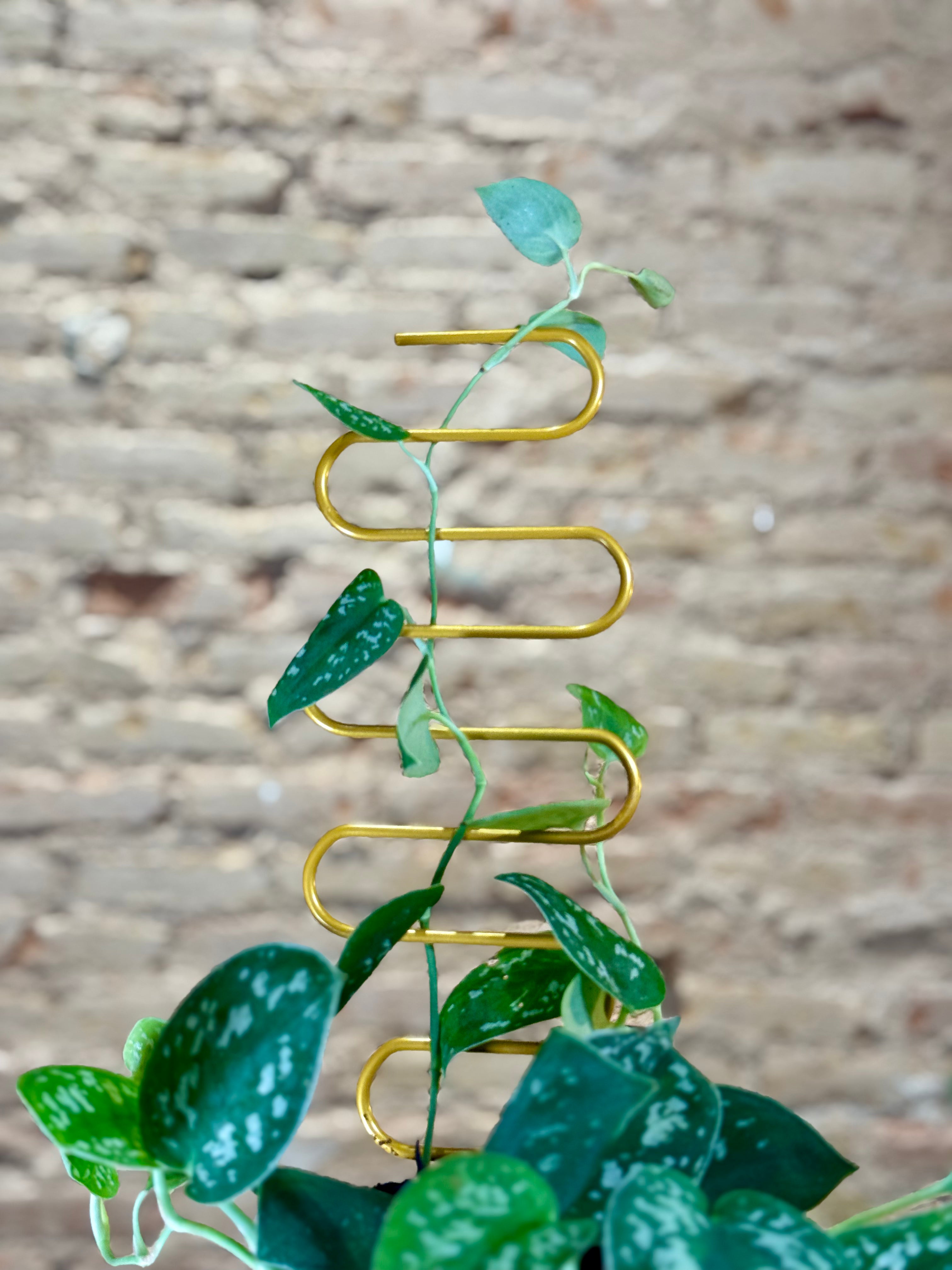 Tutor para plantas enredaderas en zig-zag dorado (una sola pieza)