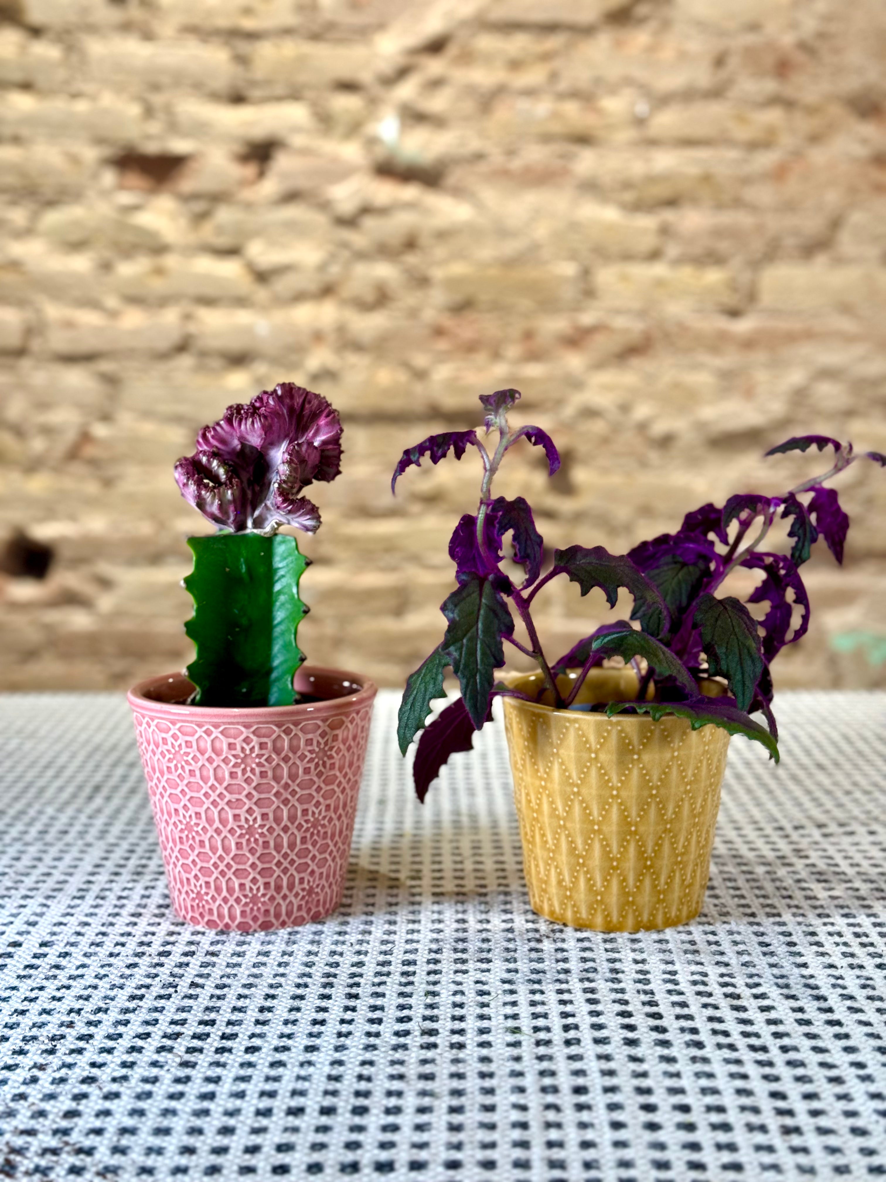 Portamacetas Dúo Rosa y Amarillo para Plantas Pequeñas