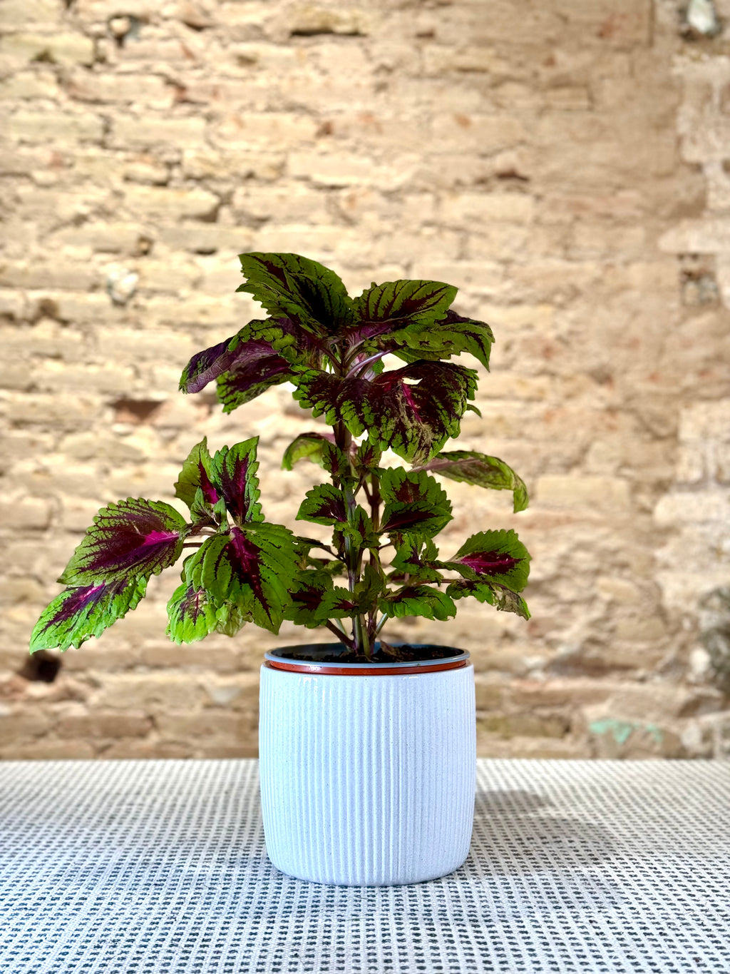 Portamacetas Elegante en Blanco con Rayas Verticales