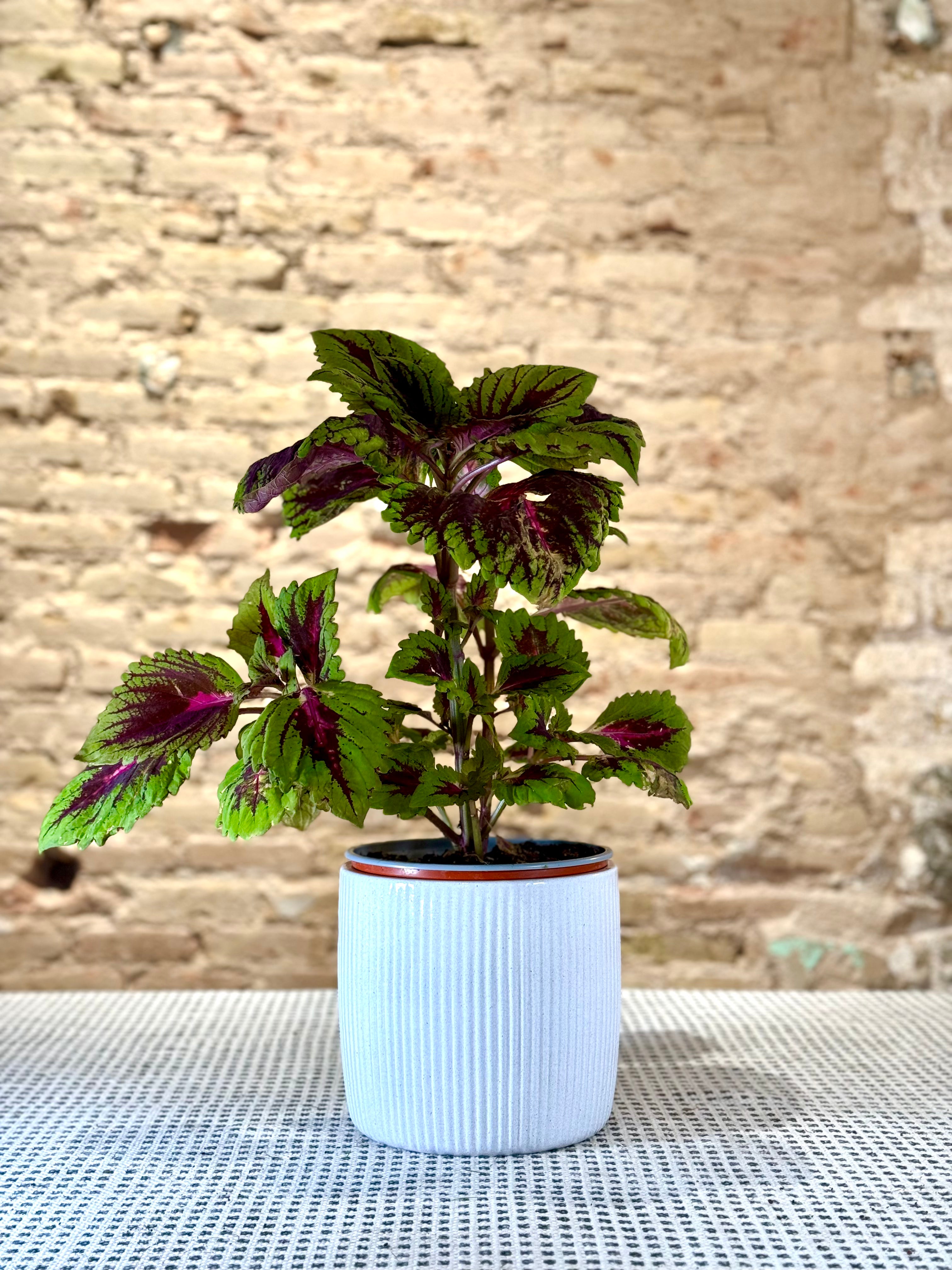Portamacetas Elegante en Blanco con Rayas Verticales
