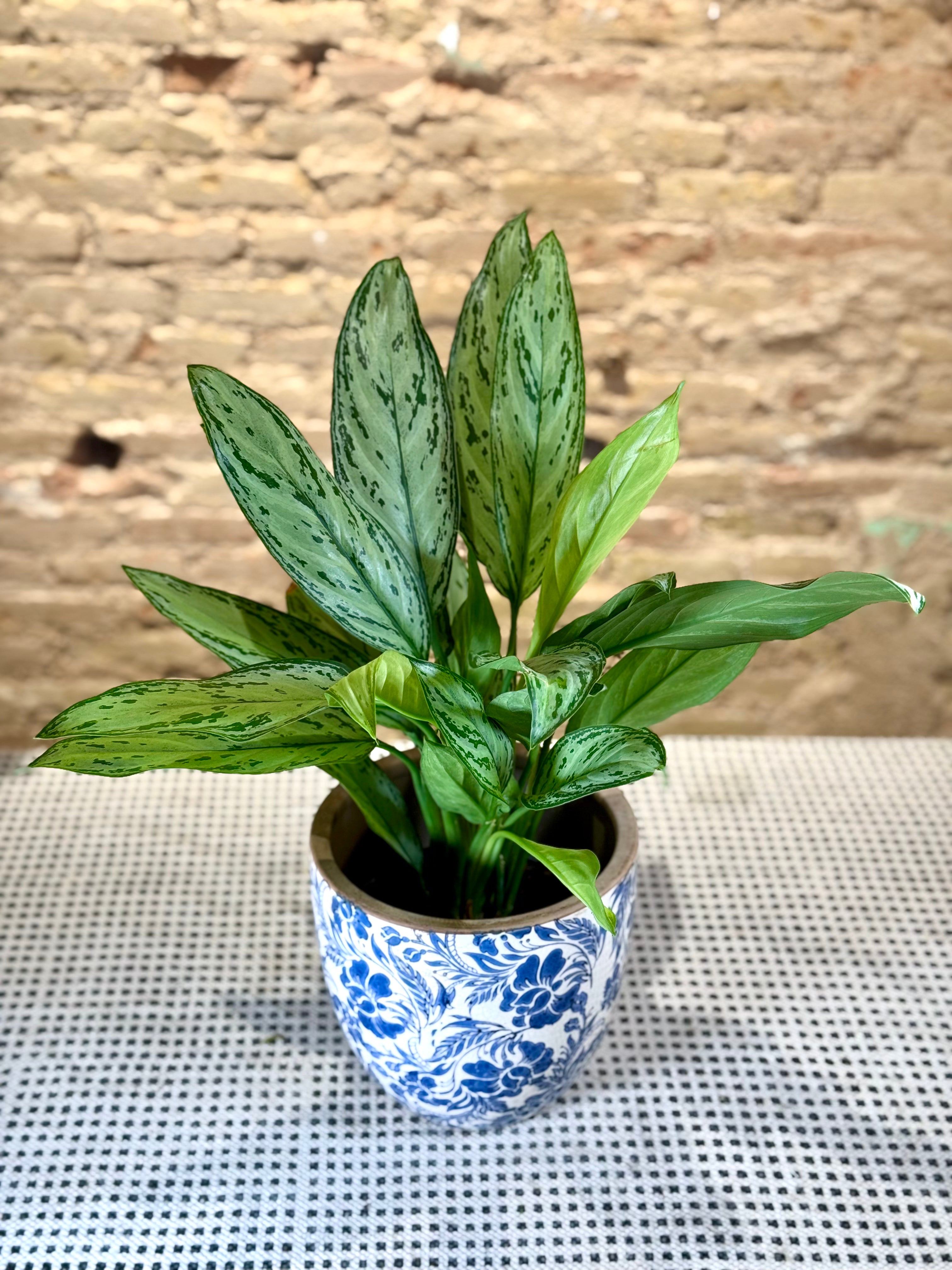 Portamacetas Blanco con Motivos Florales en Arabescos Azules