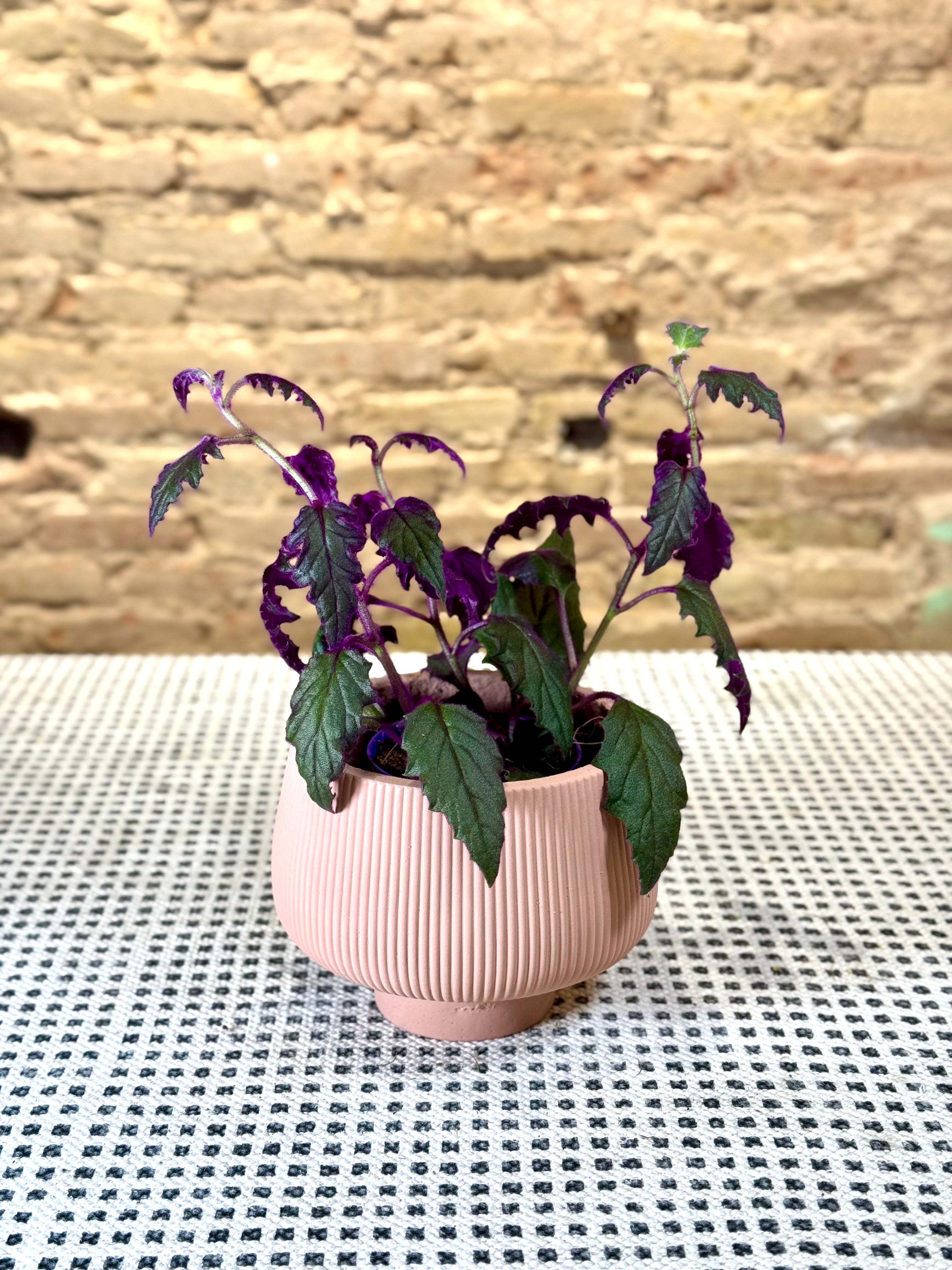 Portamacetas Copa Rosado Pálido, Textura Rústica