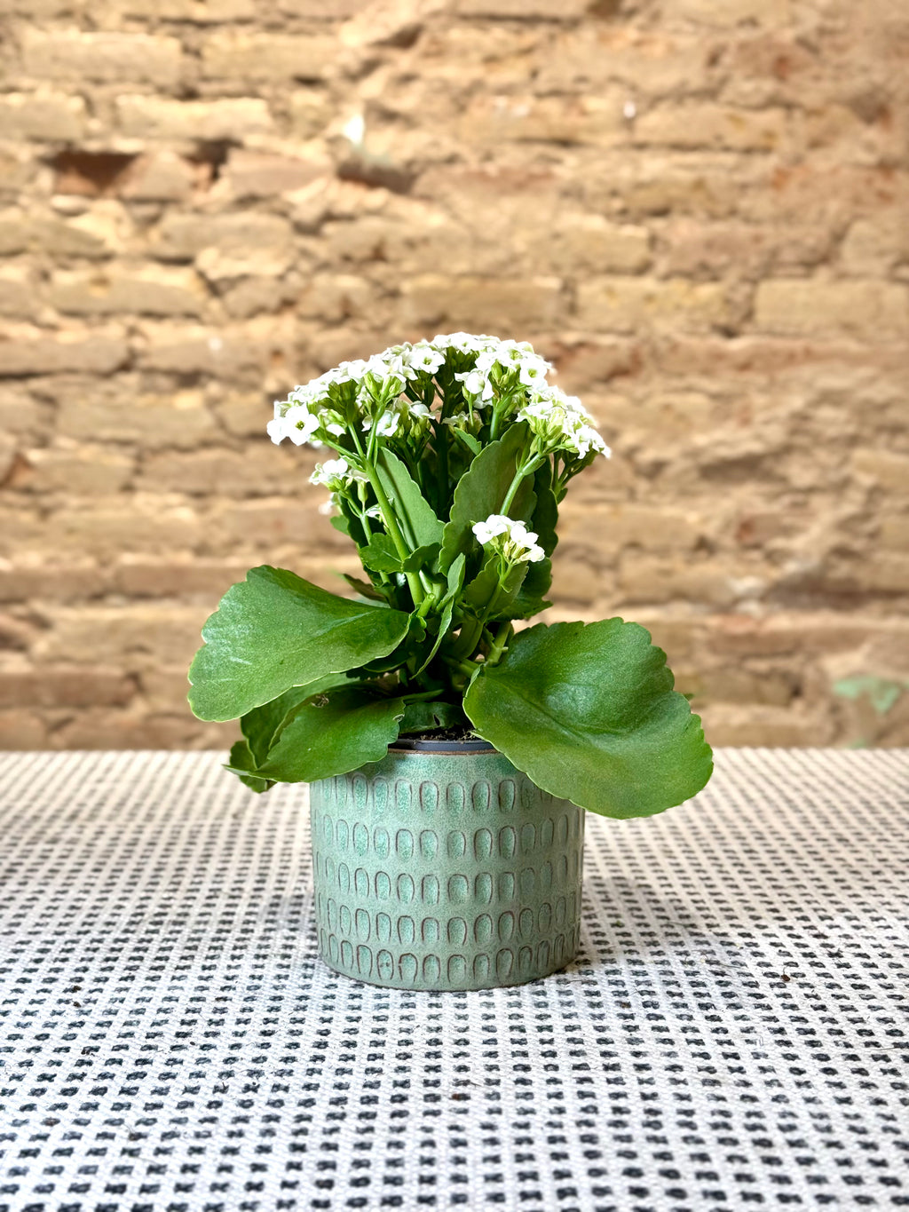 Portamacetas verde con motivos de escama