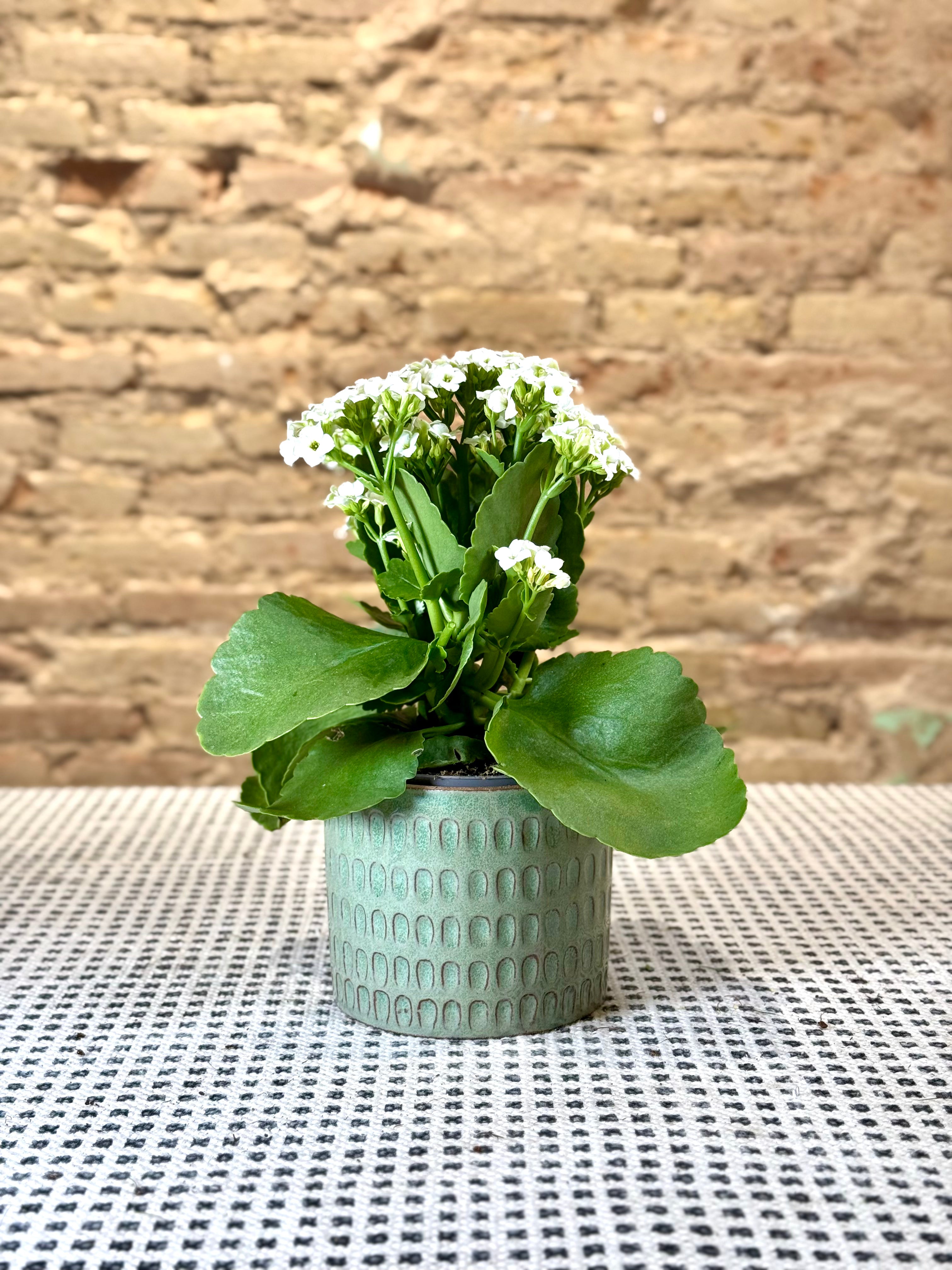 Portamacetas verde con motivos de escama
