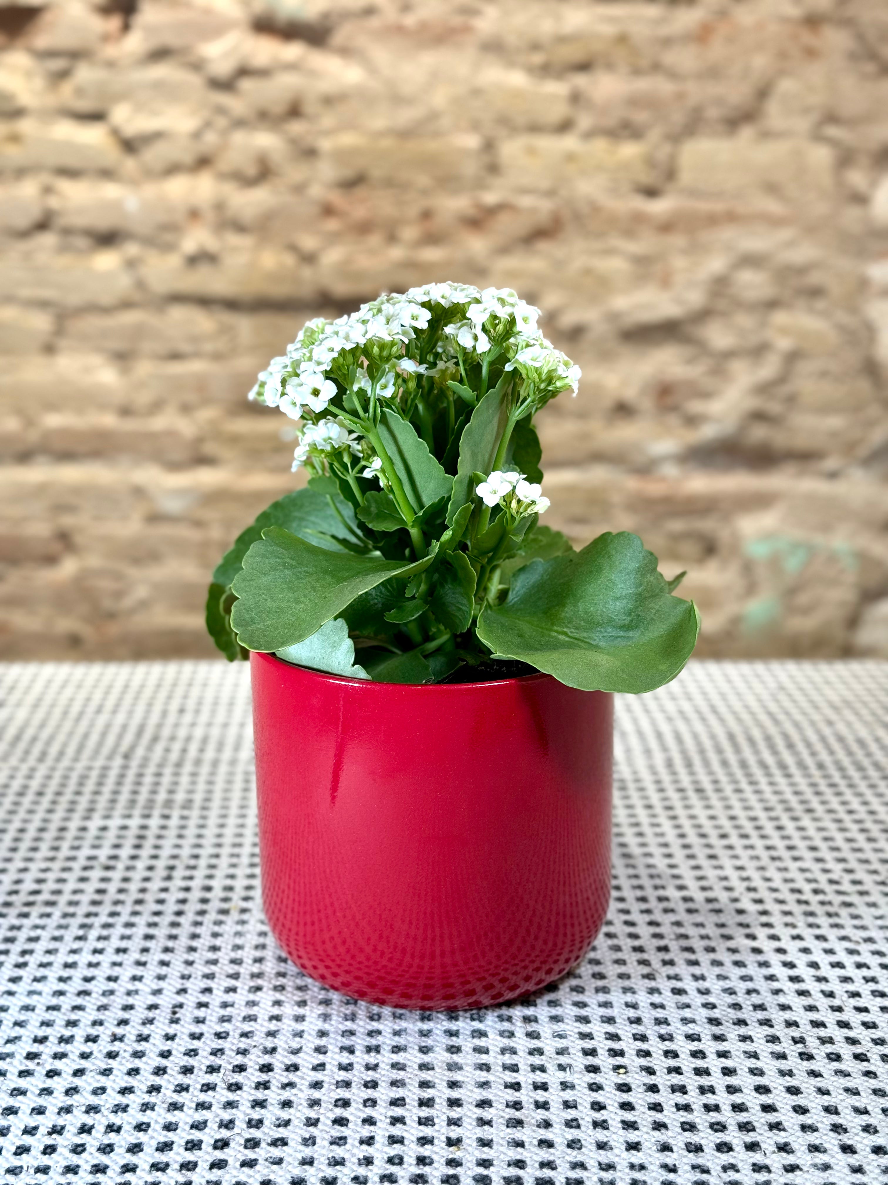 Portamacetas minimalista rojo elegante