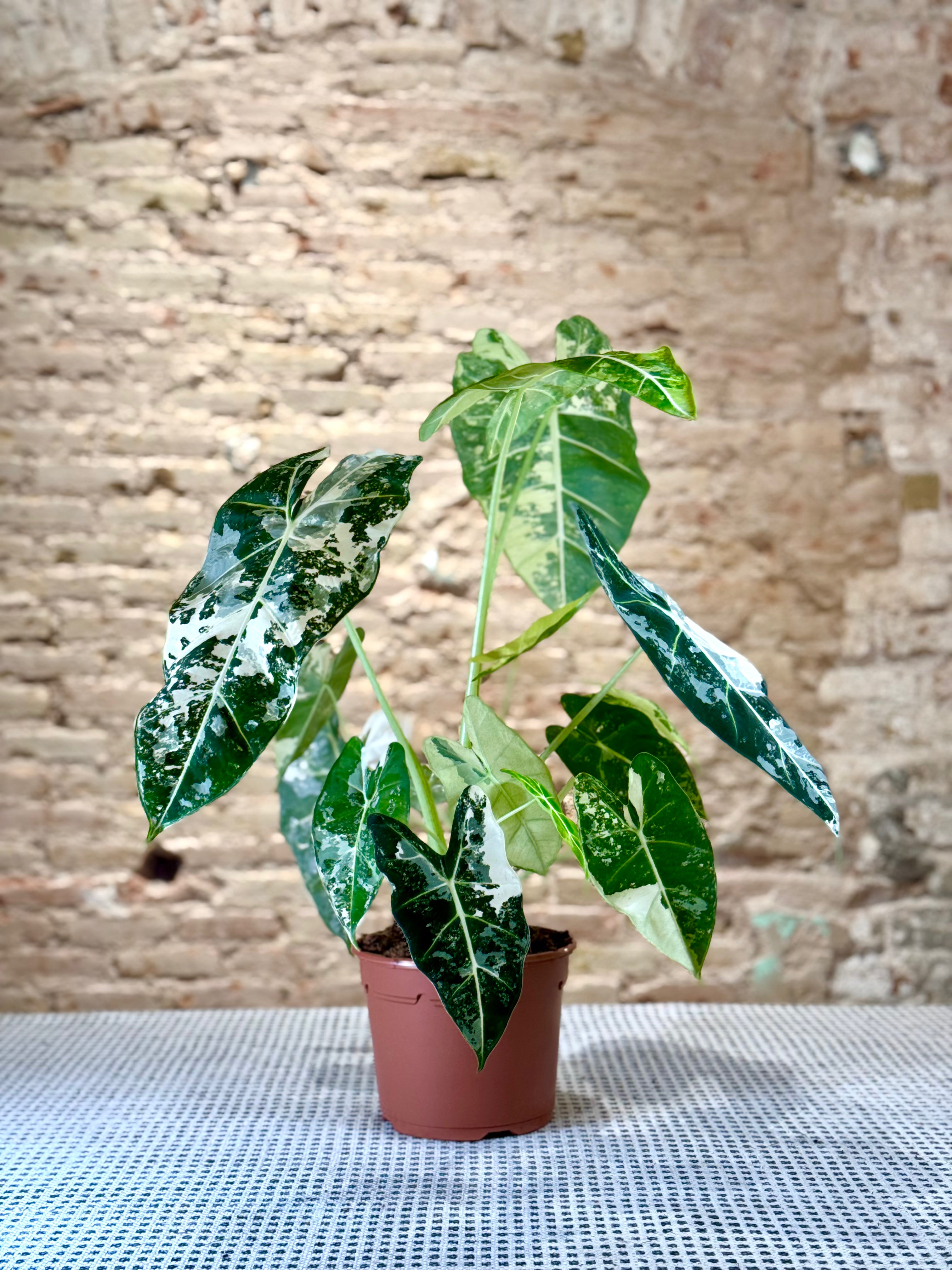 Alocasia Macrorrhiza Variegata – Planta Tropical de Interior con Hojas Variegadas Exclusivas