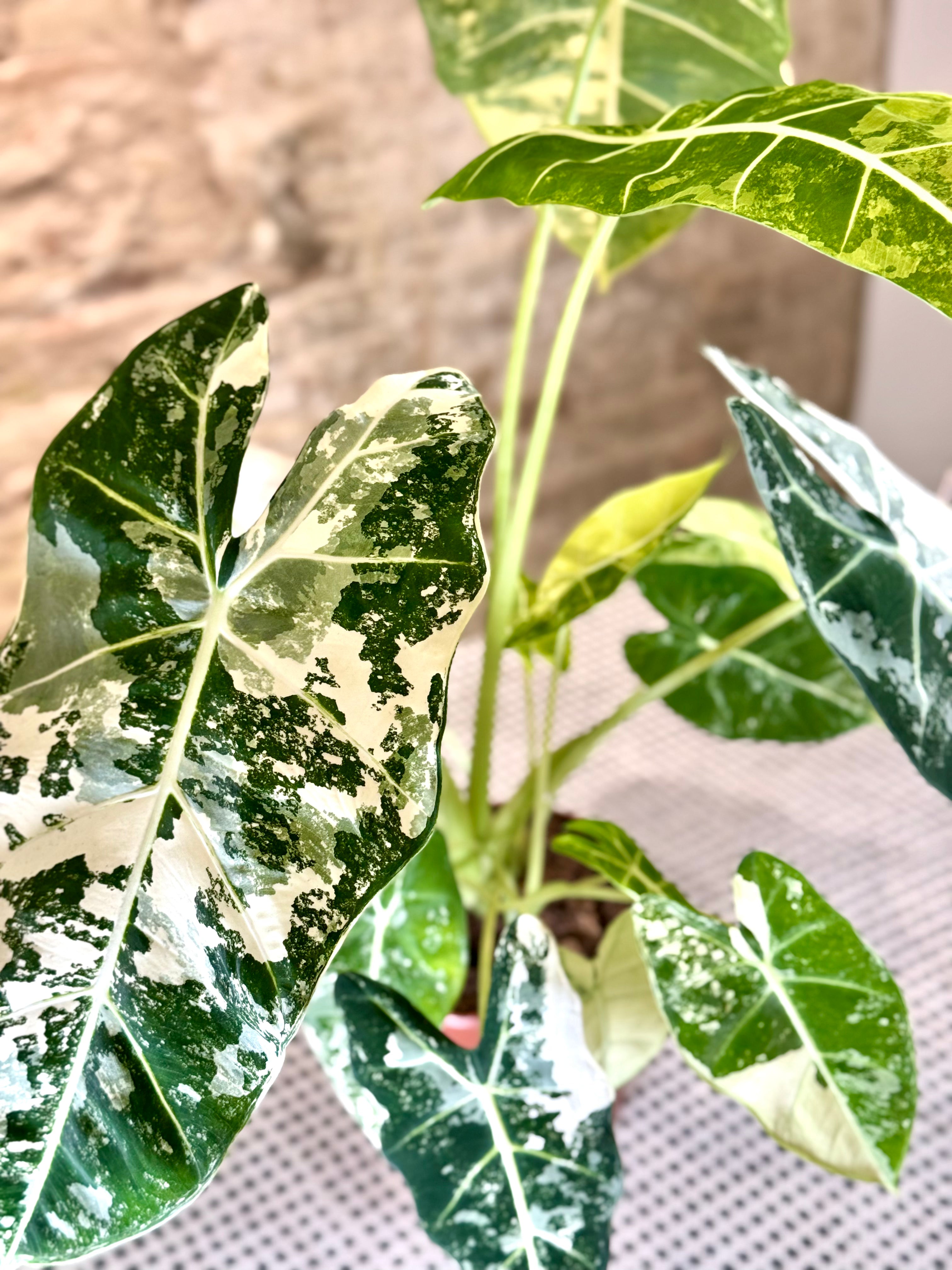 Alocasia Macrorrhiza Variegata – Planta Tropical de Interior con Hojas Variegadas Exclusivas