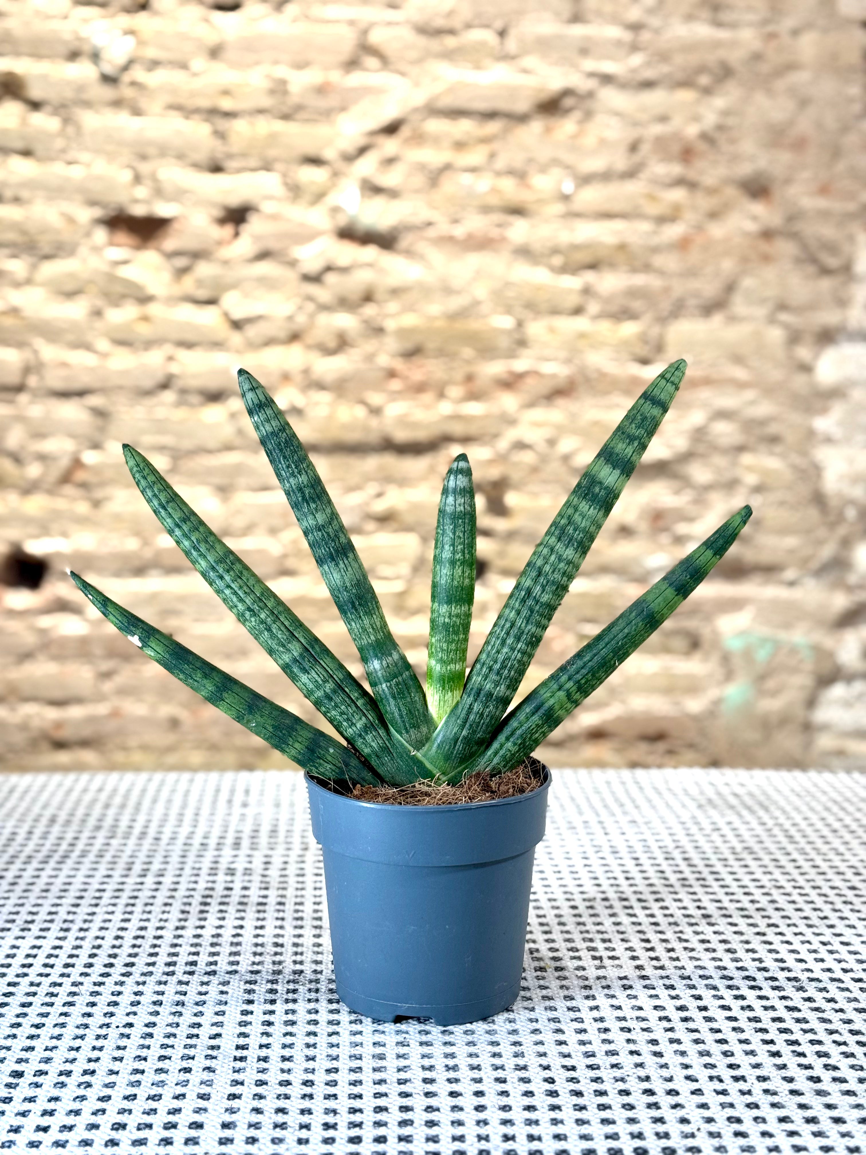 Sansevieria Cylindrica – Planta de Interior Resistente y Decorativa