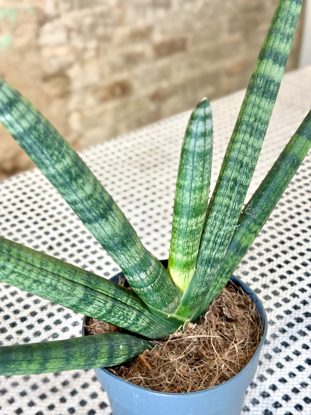 Sansevieria Cylindrica – Planta de Interior Resistente y Decorativa