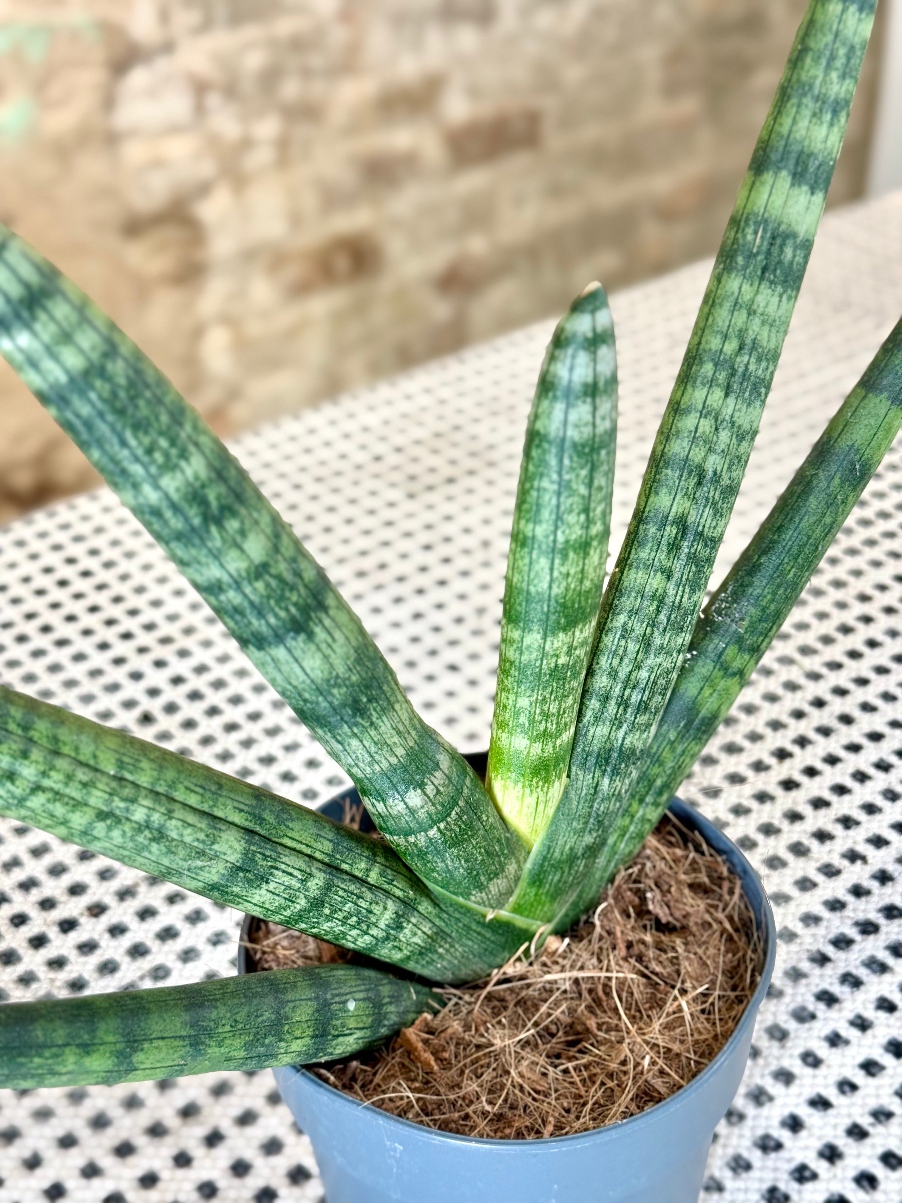 Sansevieria Cylindrica – Planta de Interior Resistente y Decorativa