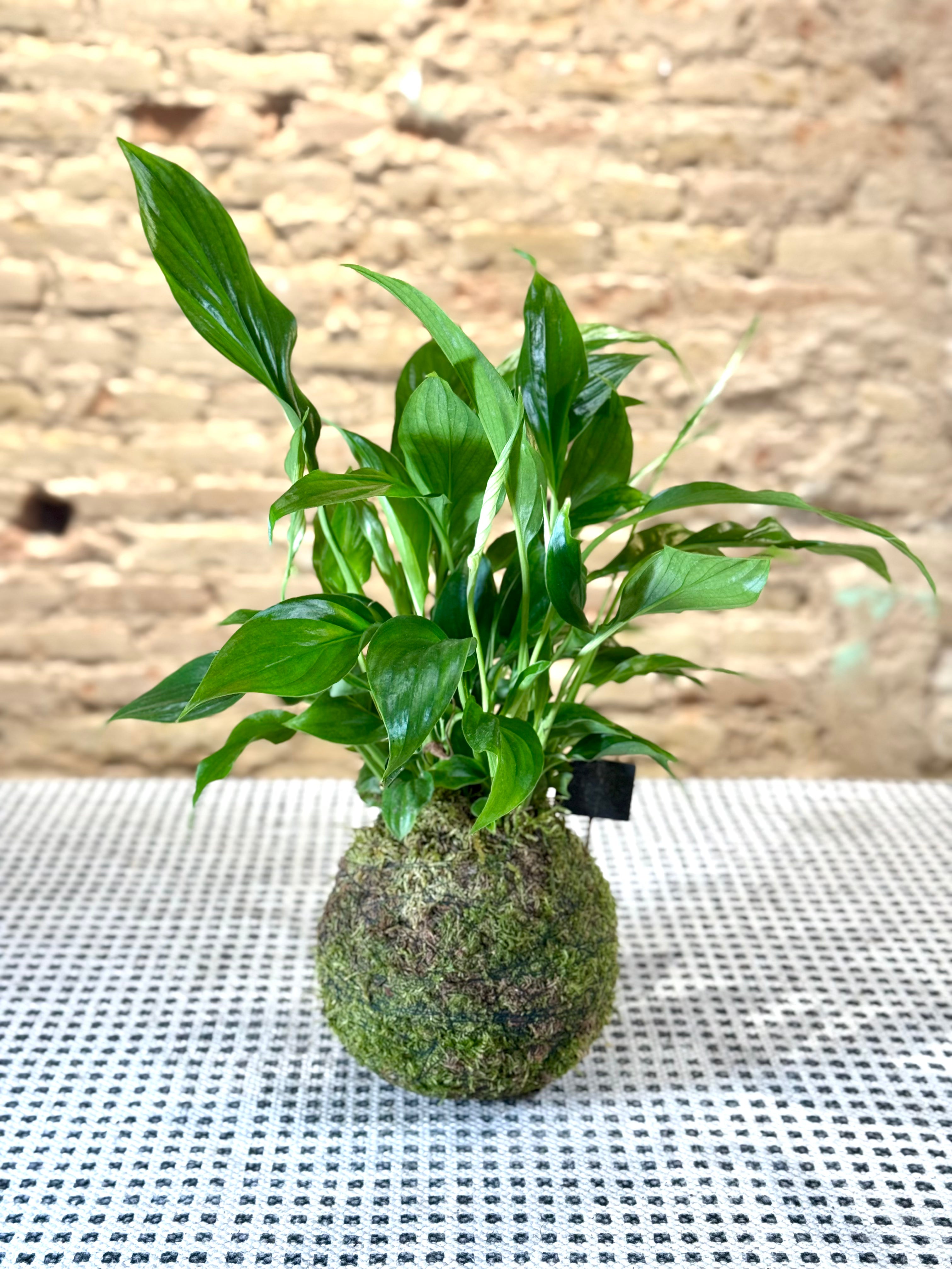 Kokedama de Spathiphyllum (Lirio de la Paz) – Planta de Interior Purificadora y Decorativa