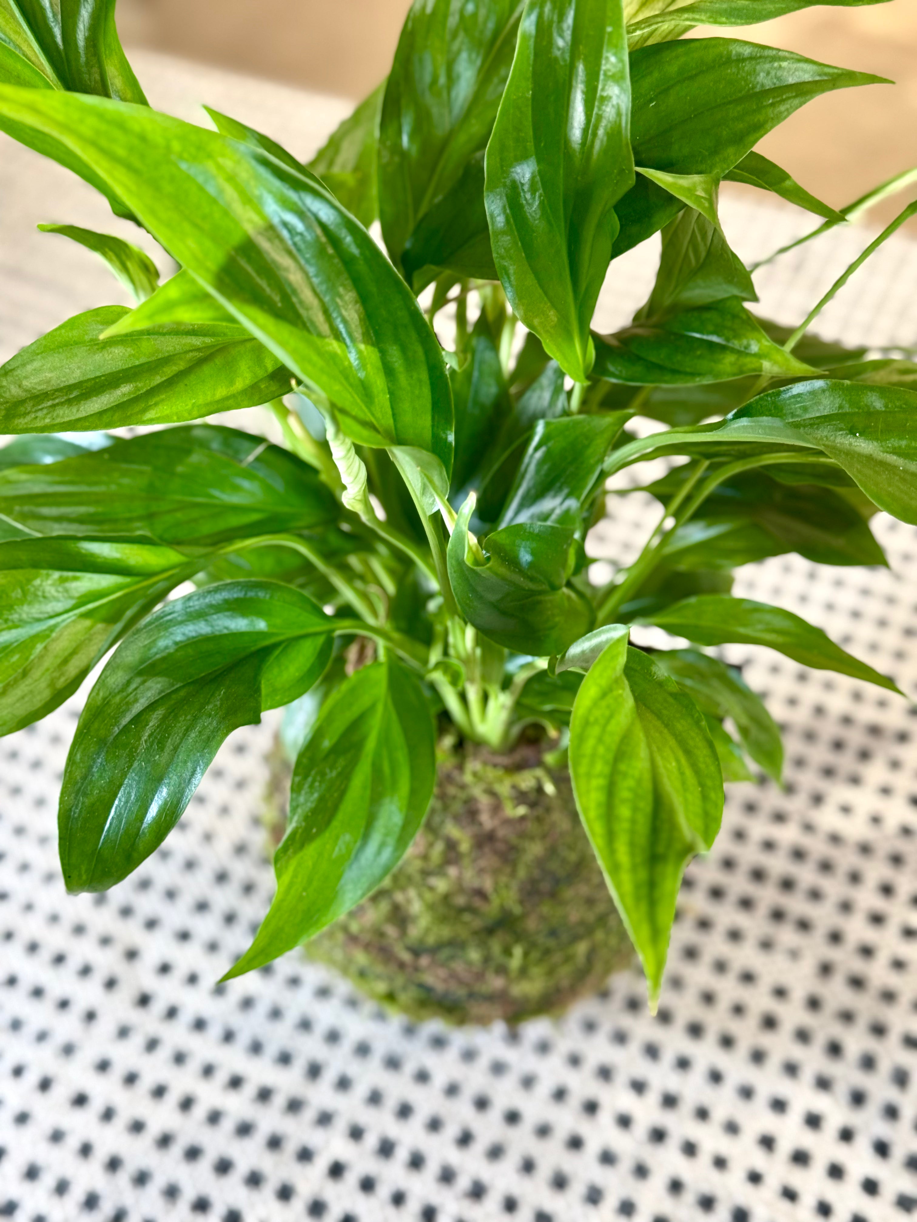 Kokedama de Spathiphyllum (Lirio de la Paz) – Planta de Interior Purificadora y Decorativa