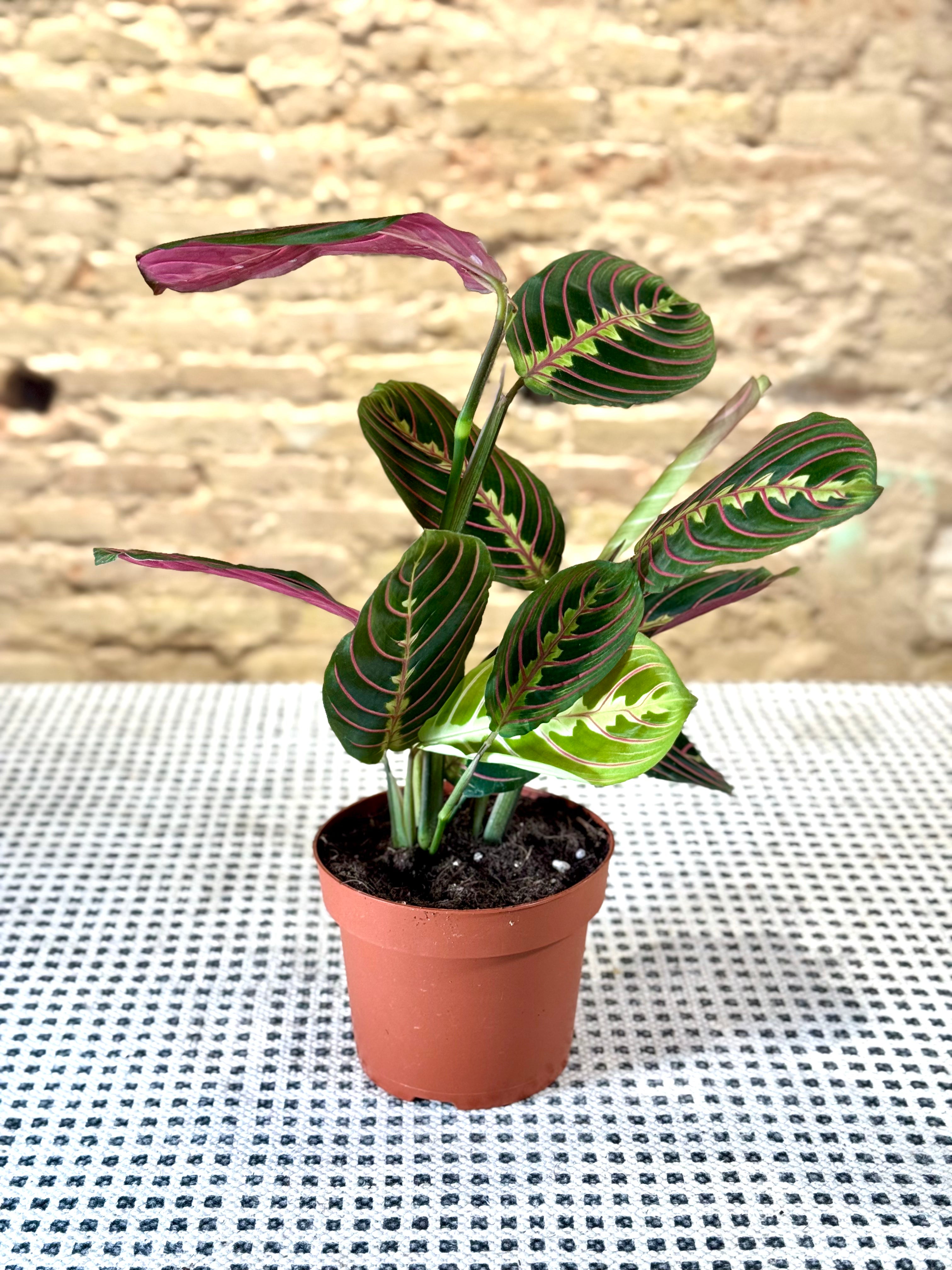 Maranta Leuconeura (Planta de Oración) – Planta de Interior Exótica con Hojas Decorativas