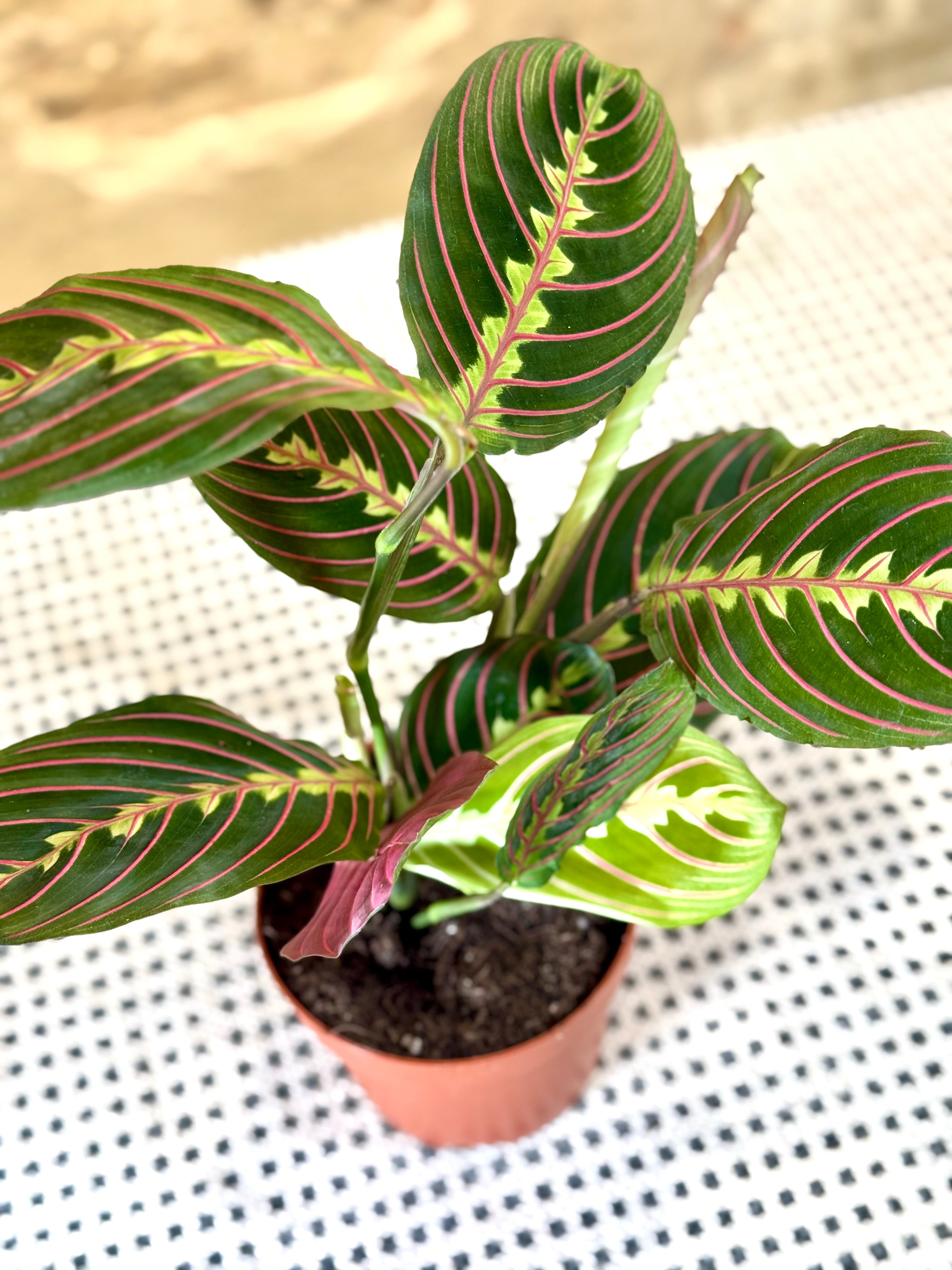 Maranta Leuconeura (Planta de Oración) – Planta de Interior Exótica con Hojas Decorativas