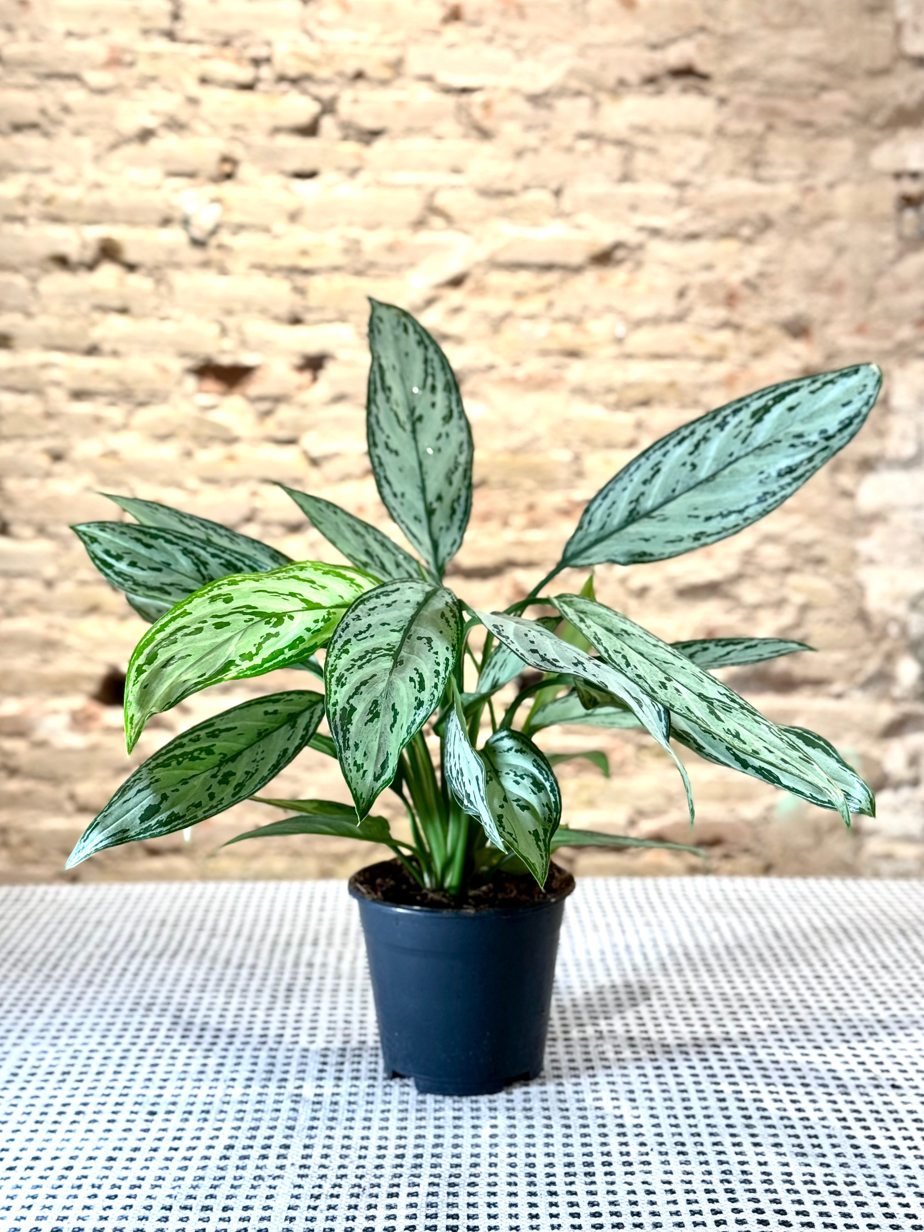 Aglaonema Silver Queen – Planta de Interior Elegante y Fácil de Cuidar