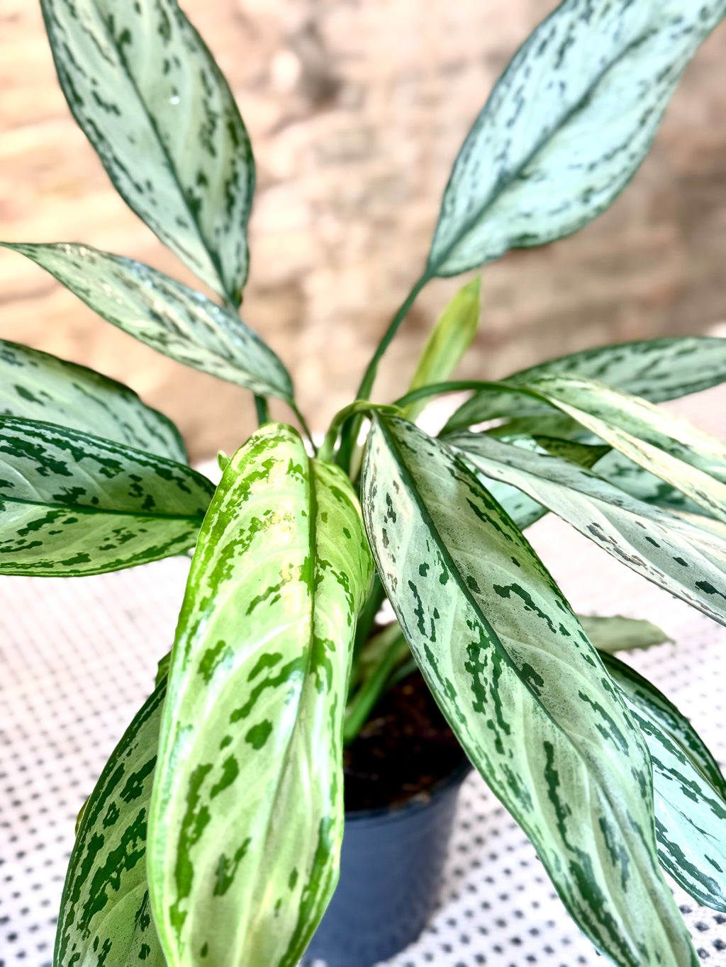 Aglaonema Silver Queen – Planta de Interior Elegante y Fácil de Cuidar