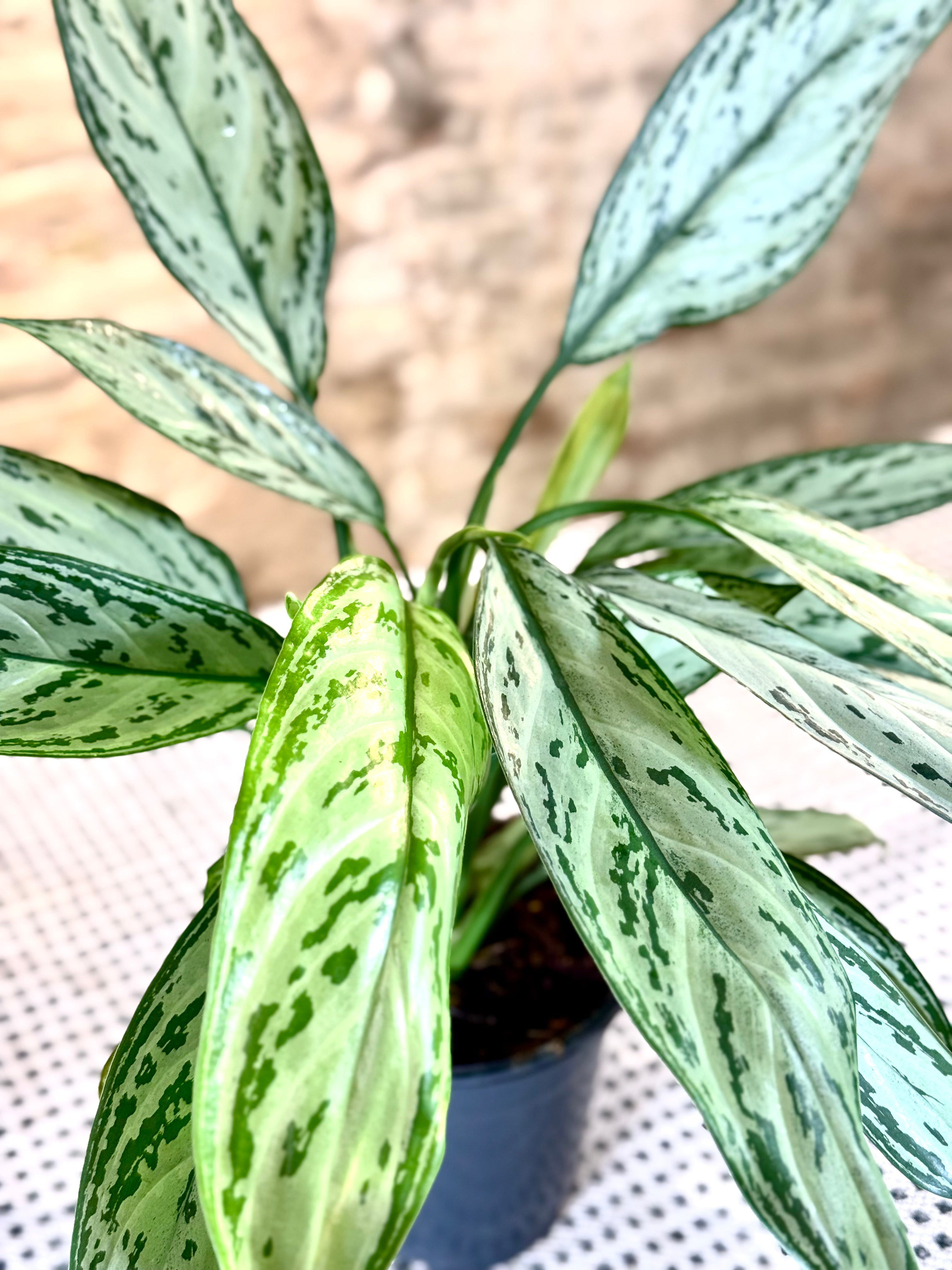 Aglaonema Silver Queen – Planta de Interior Elegante y Fácil de Cuidar