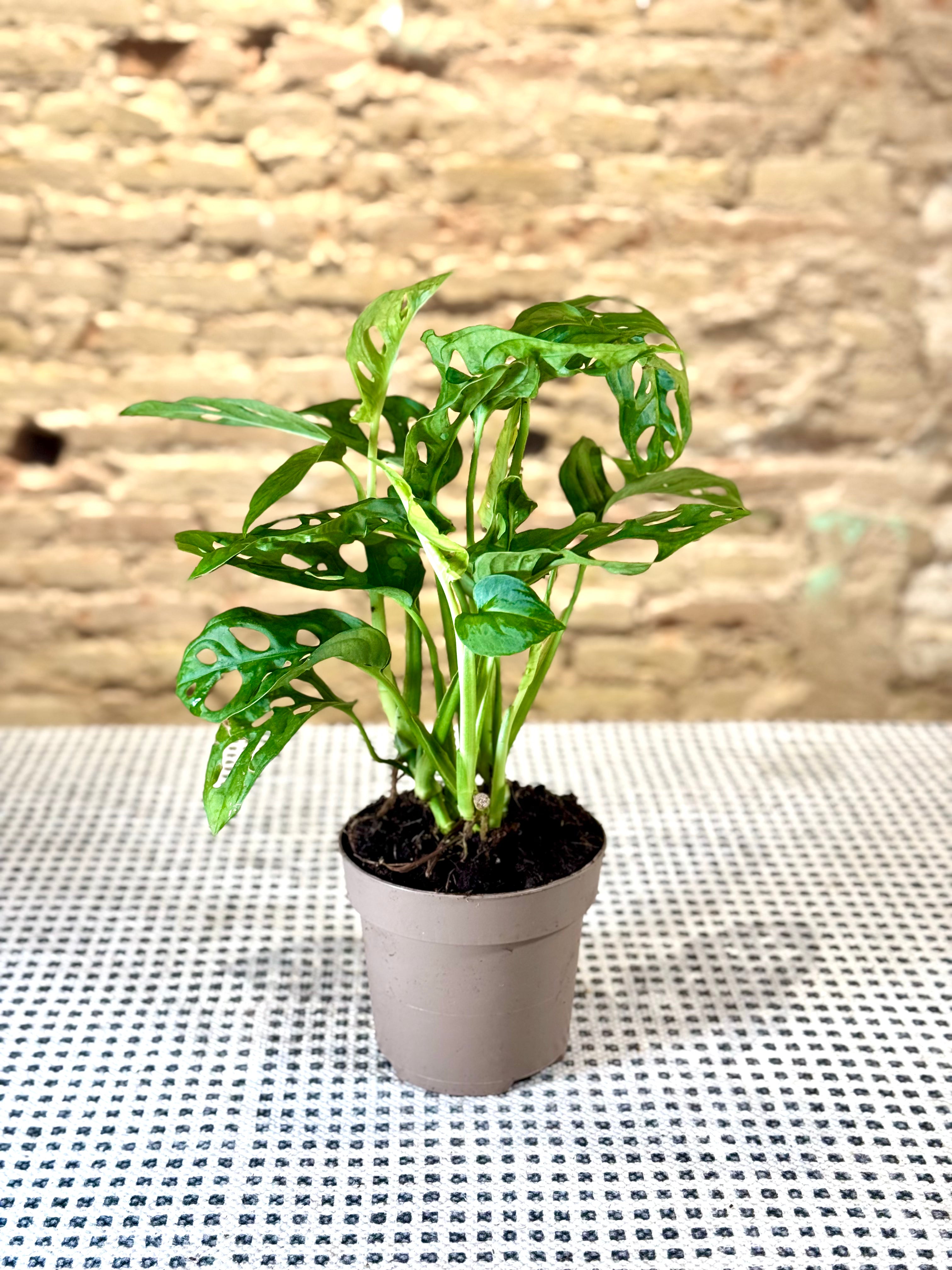 Monstera Adansonii “Monkey Mask” en Maceta – Planta de Interior Tropical con Hojas Perforadas