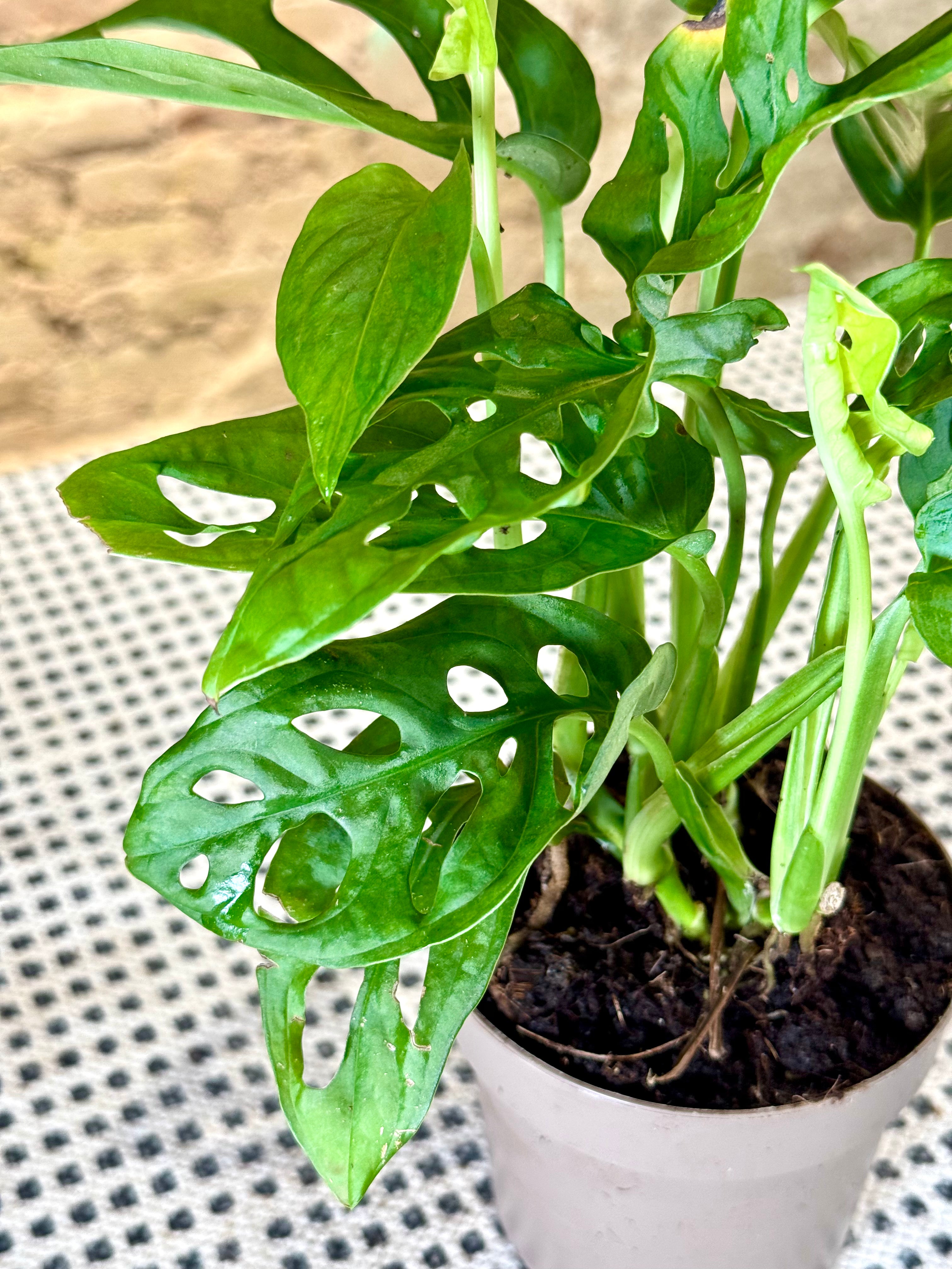 Monstera Adansonii “Monkey Mask” en Maceta – Planta de Interior Tropical con Hojas Perforadas