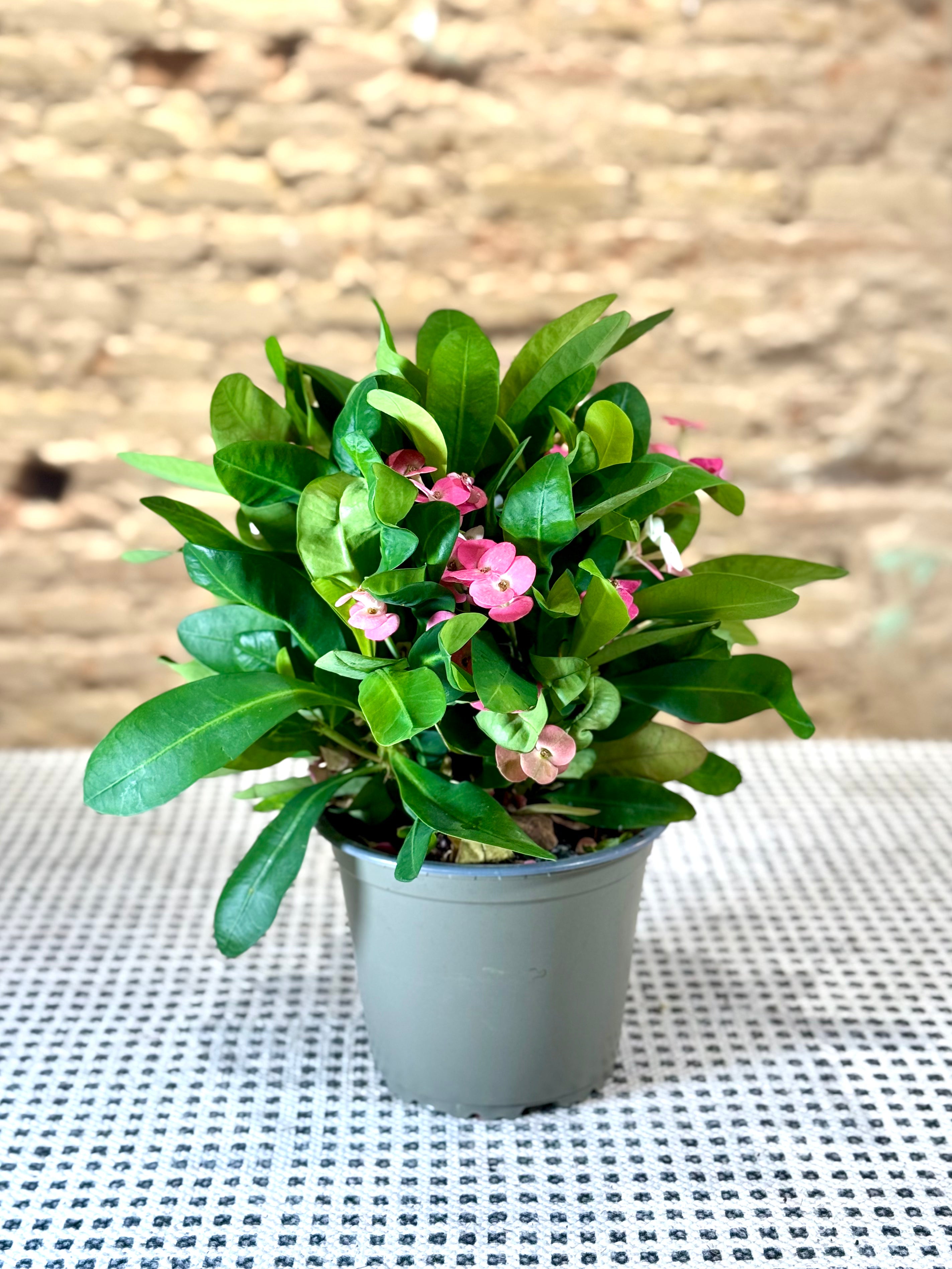 Euphorbia Milii “Corona de Cristo” con Flores Rosas – Planta de Interior y Exterior Resistente