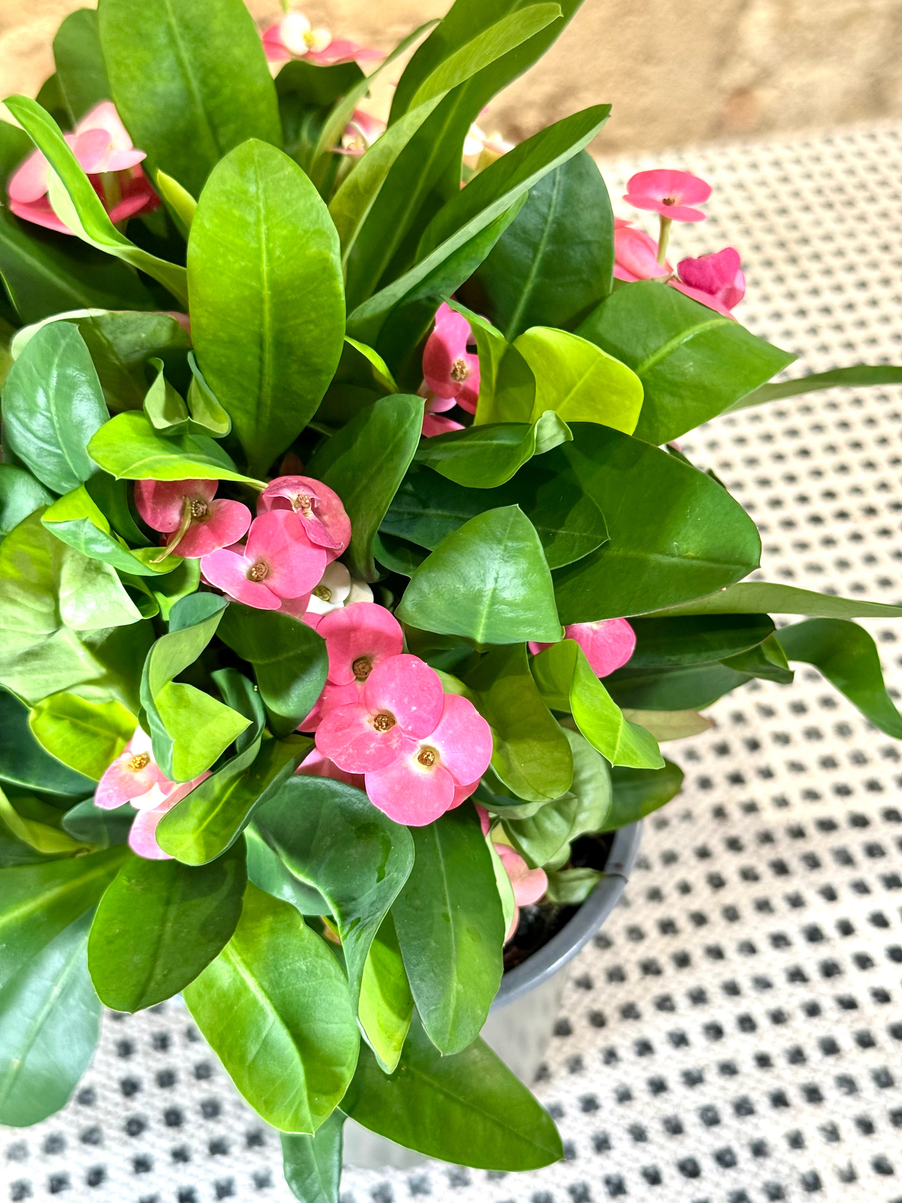 Euphorbia Milii “Corona de Cristo” con Flores Rosas – Planta de Interior y Exterior Resistente