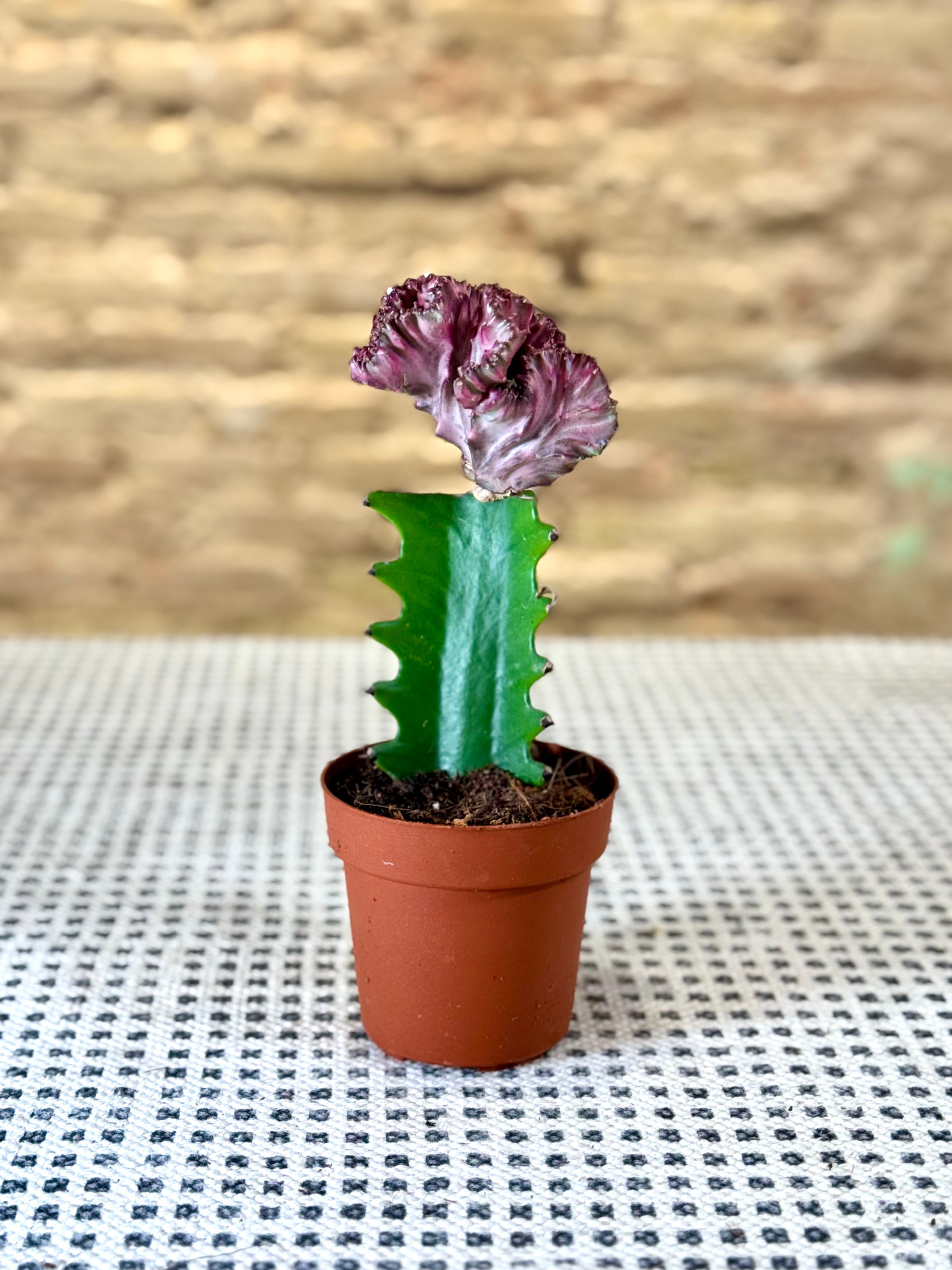 Euphorbia Lactea Crestada Injertada – Cactus Coral Decorativo en Maceta