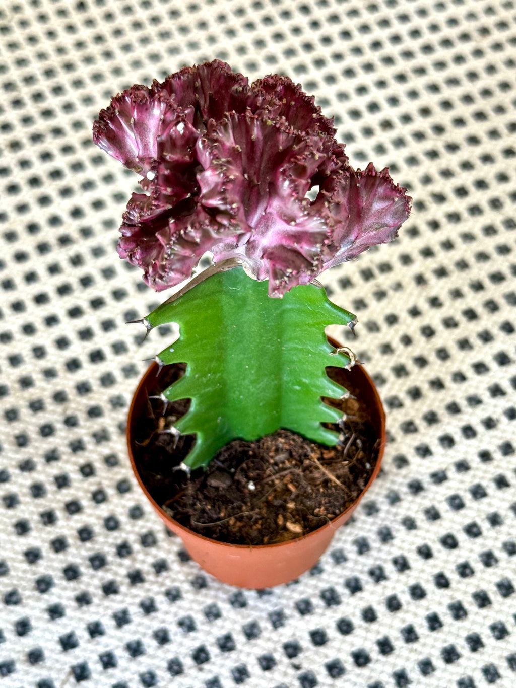 Euphorbia Lactea Crestada Injertada – Cactus Coral Decorativo en Maceta