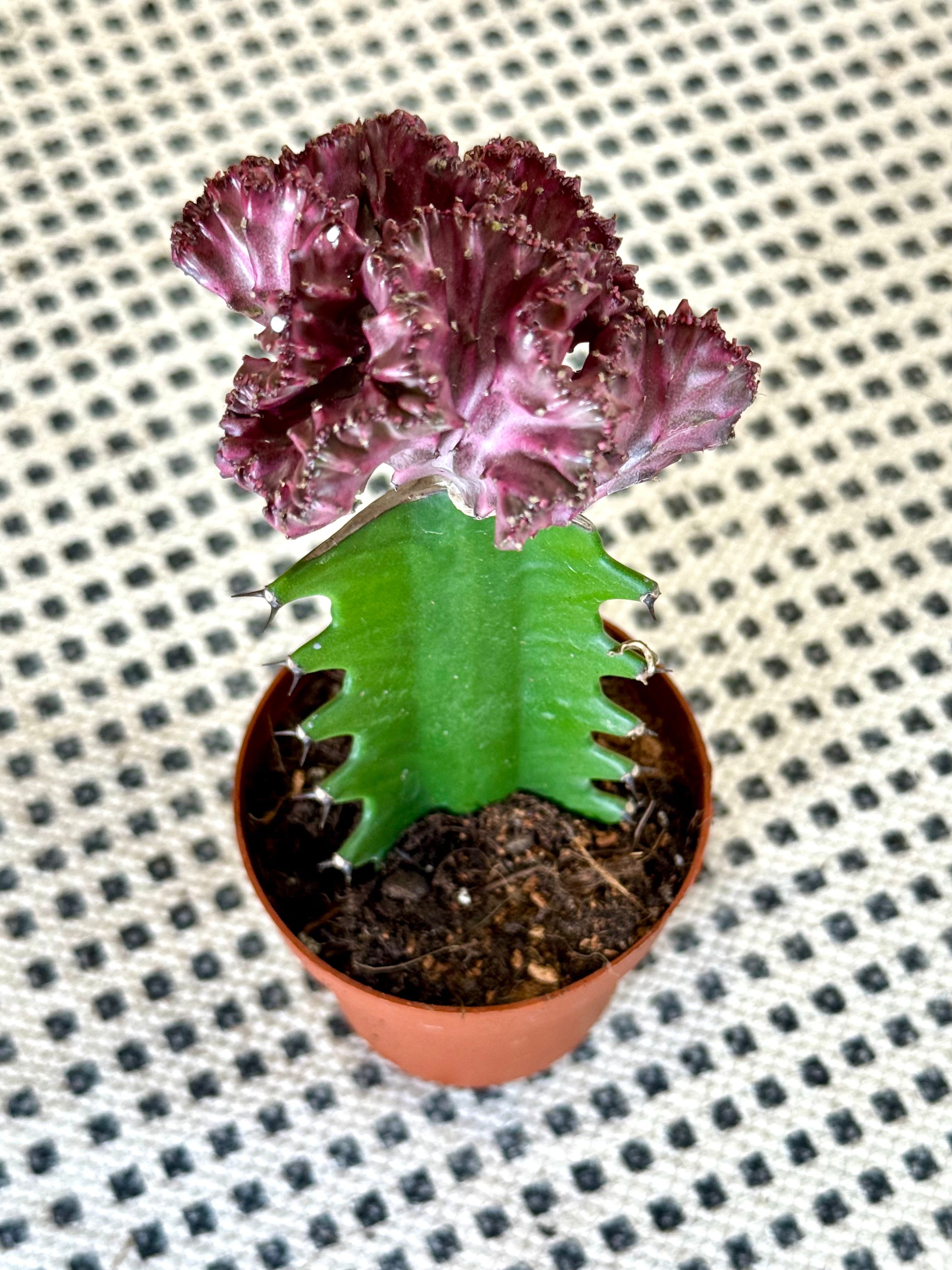 Euphorbia Lactea Crestada Injertada – Cactus Coral Decorativo en Maceta