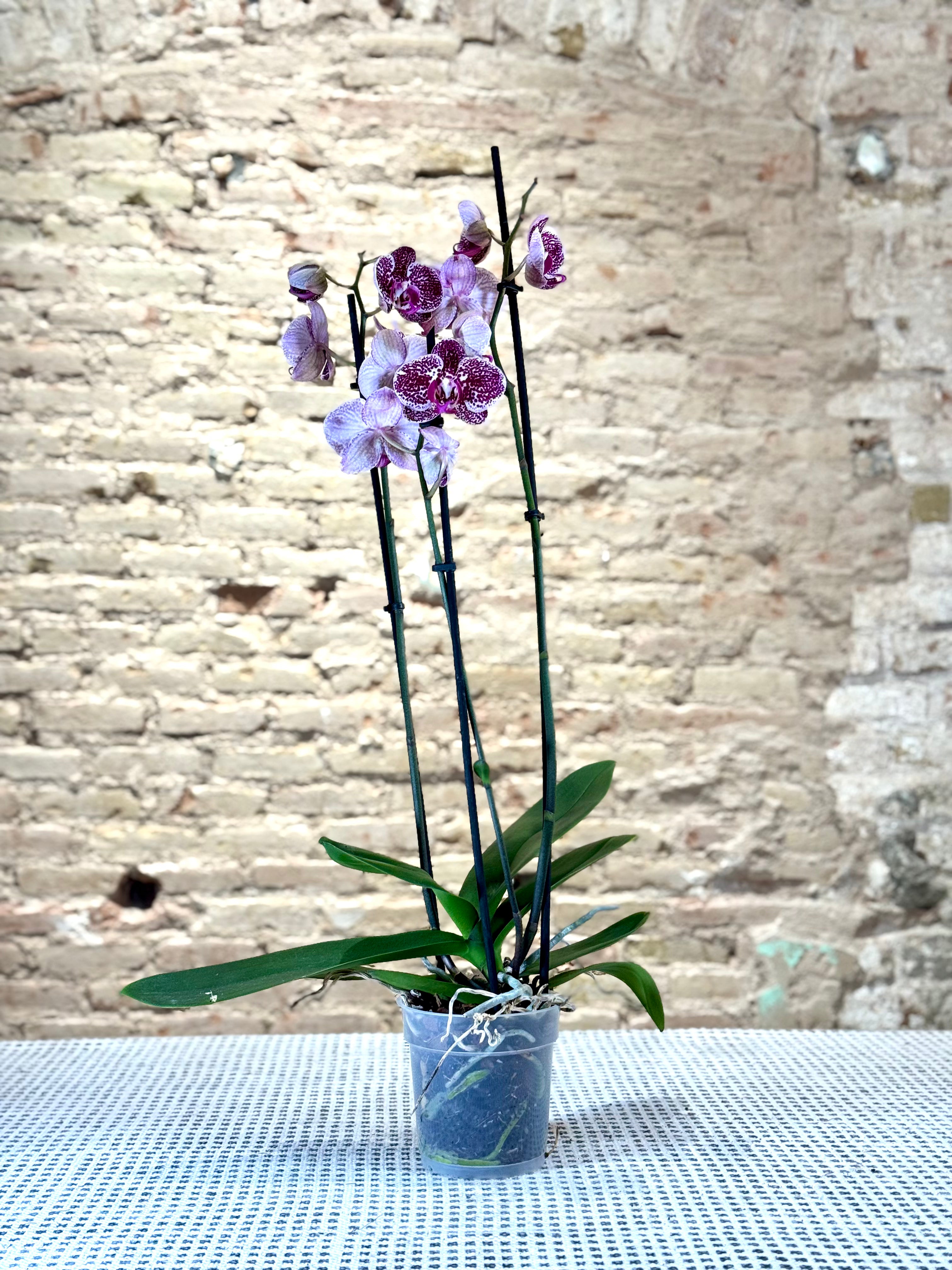 Orquídea Phalaenopsis en Maceta – Orquídea Mariposa de Flores Exóticas