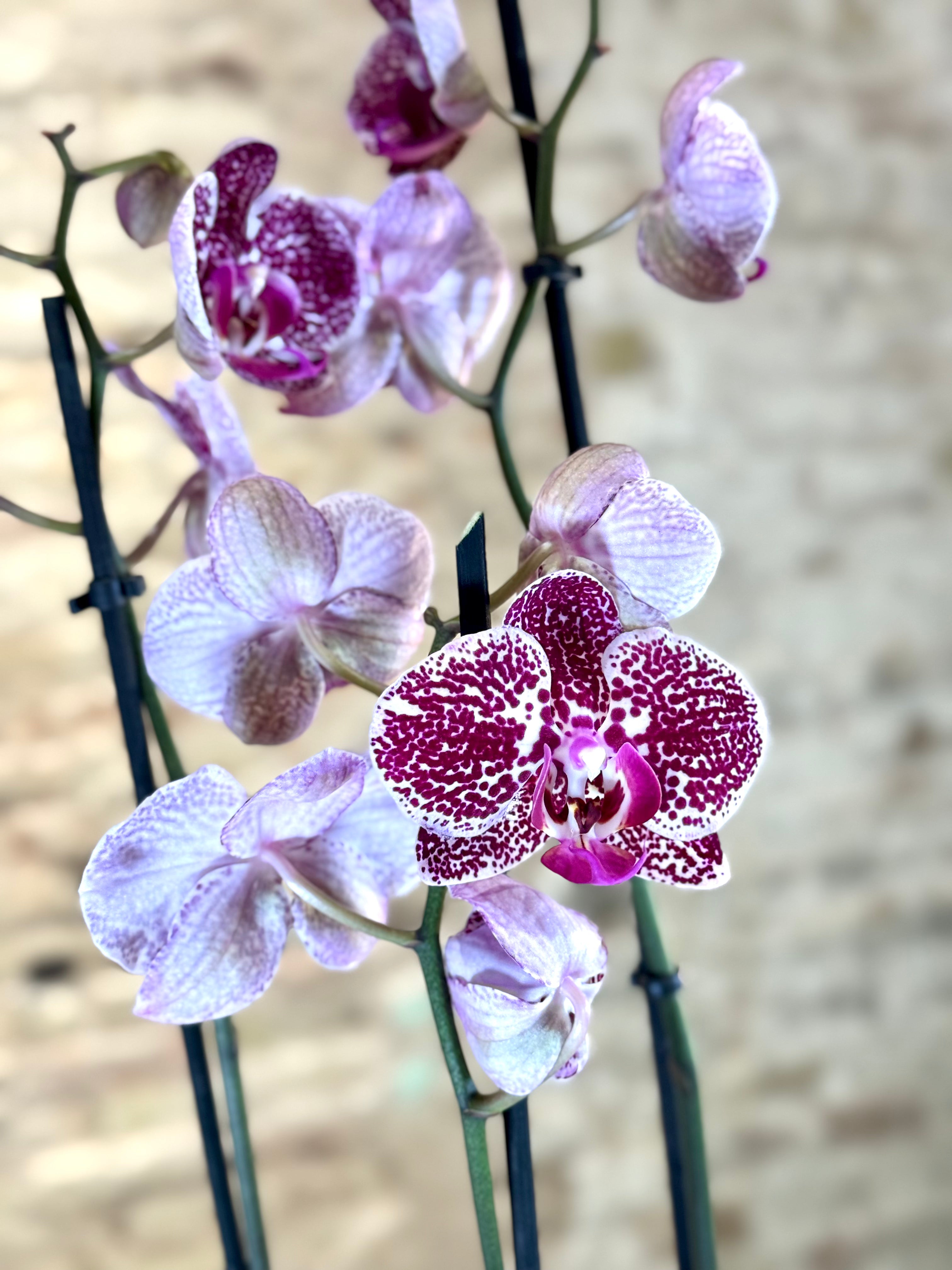 Orquídea Phalaenopsis en Maceta – Orquídea Mariposa de Flores Exóticas